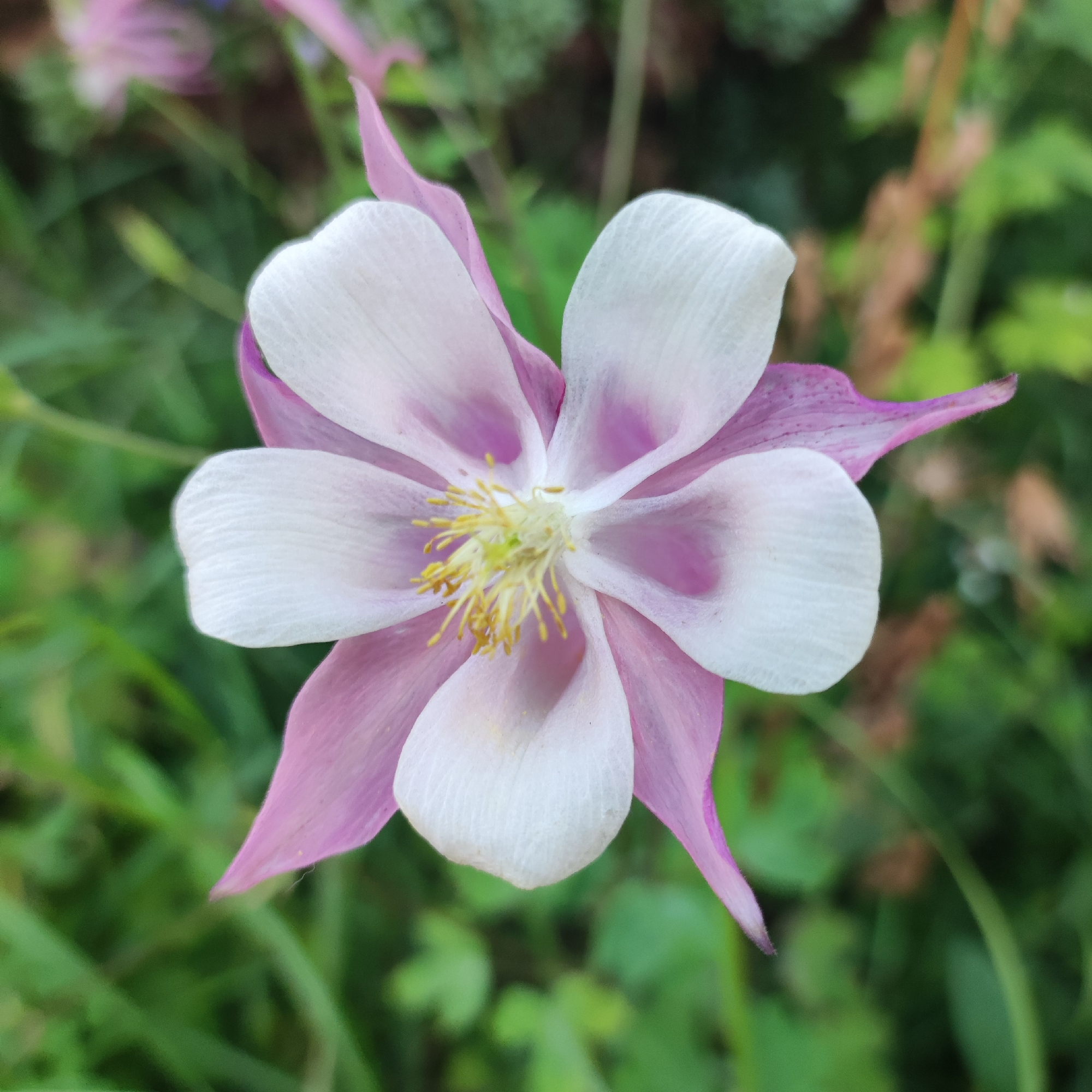A close-up, top-down view captures a delicate pink and white columbine flower in bloom, set against a blurred green background of foliage. The flower's distinct petals are arranged in a star-like pattern, with the outer petals displaying a soft pink hue and the inner petals a crisp white. Yellow stamens cluster at the center of the bloom, adding a touch of vibrant color. The overall impression is one of natural beauty and gentle grace. The image does not contain any elements that suggest a specific location in Navoloki, Russia, or any human activity.