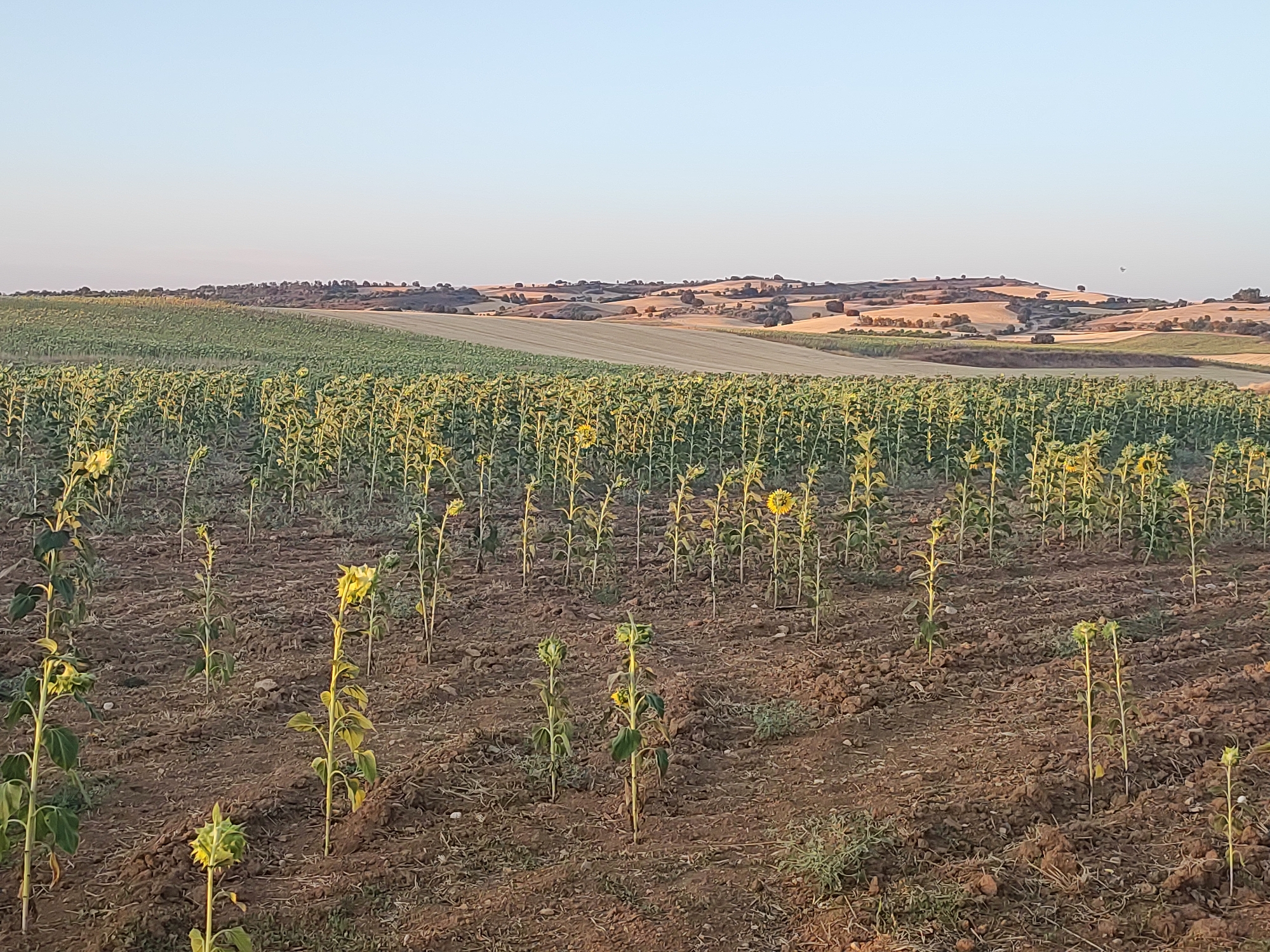 A broad view of a field of young sunflowers in varying stages of growth is captured under a pale sky. The foreground reveals a sparse planting of sunflowers, some with only budding heads and others with developing yellow petals. The soil is a rich brown, showing furrowed rows where the plants are rooted. In the middle ground, a denser field of sunflowers extends towards rolling hills. These sunflowers are taller and appear to be further along in their growth cycle, with many showing fully opened yellow flower heads. The background consists of undulating agricultural land, characterized by patches of harvested fields and greenery, interspersed with scattered trees. The overall impression is that of a rural landscape in Villarejo de Fuentes, Spain, at the golden hour of either sunrise or sunset, casting a warm, soft light over the scene. There are no people or animals visible in the image.