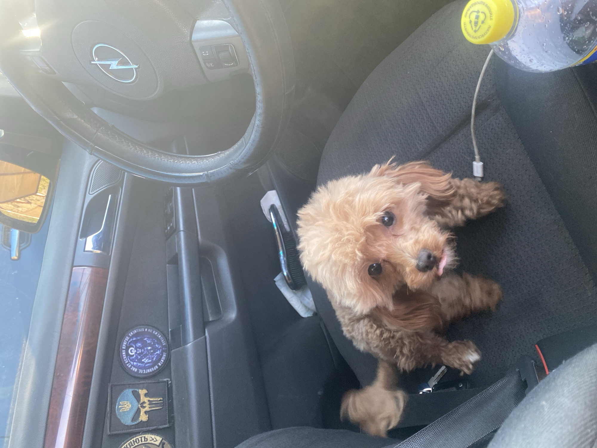 In the interior of a car, likely in Dnipro, Ukraine, a small, tan toy poodle sits on the passenger seat. The dog is facing forward, with its tongue slightly sticking out. A charging cable is plugged into its harness and runs to a bottle of water on the seat. The car's dashboard features several patches, including one with a skull and Ukrainian trident, and another with blue Cyrillic text and a circular emblem. The steering wheel, with an Opel logo, is visible to the right. Sunlight streams in, creating a glare on the steering wheel and dashboard. The overall environment suggests a sunny day, with the car parked or in motion.