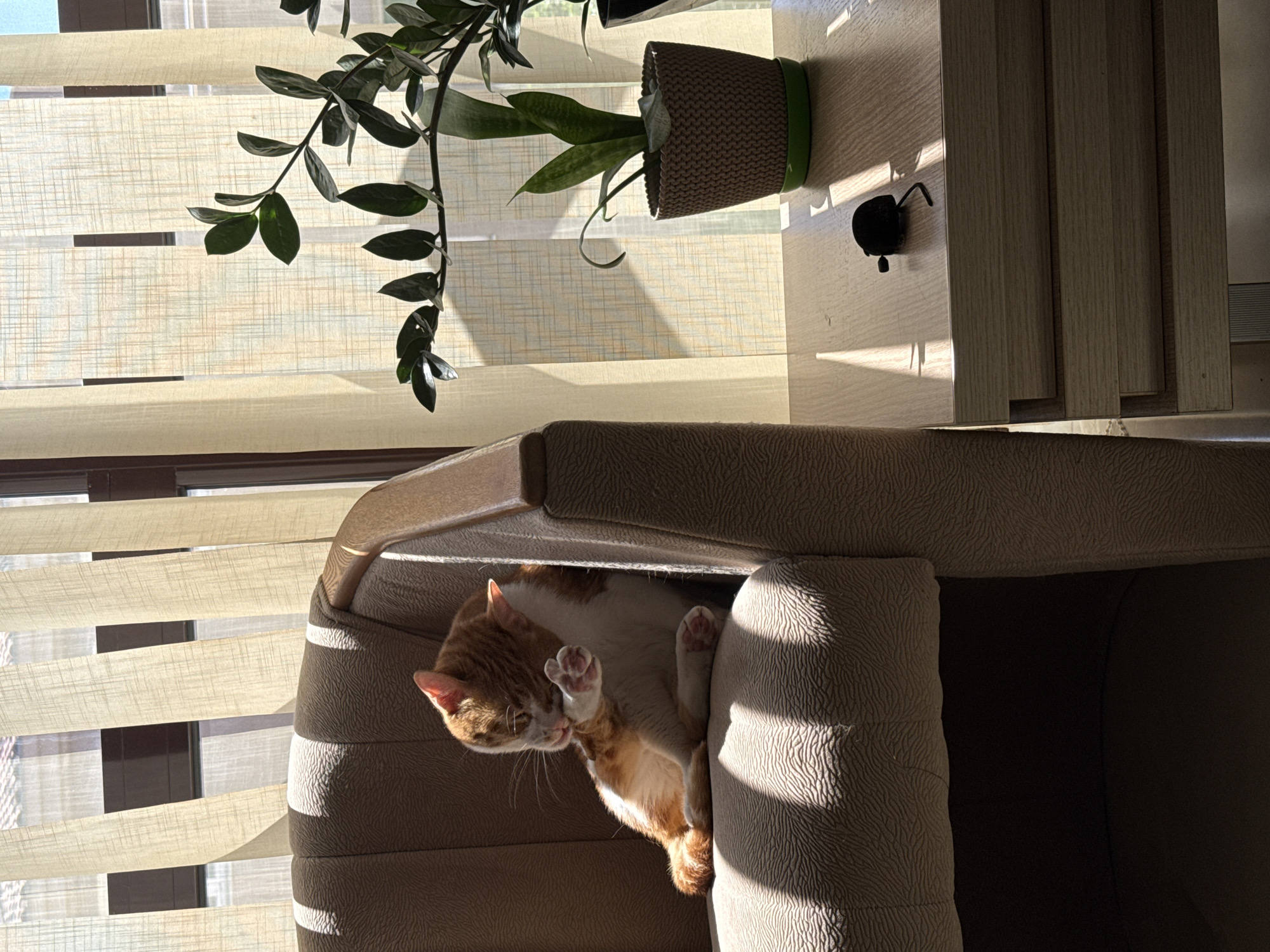 A sunlit interior scene shows an orange and white cat nestled under the armrest of a beige upholstered chair. The cat is lying on its back, with its paws raised towards its face. Behind the chair are blinds that filter sunlight. A plant in a textured pot sits on a surface above the chair. A small black object is also visible on the surface next to the plant. The location is suggested to be in Bar, Montenegro, though this is not discernable from the image itself.
