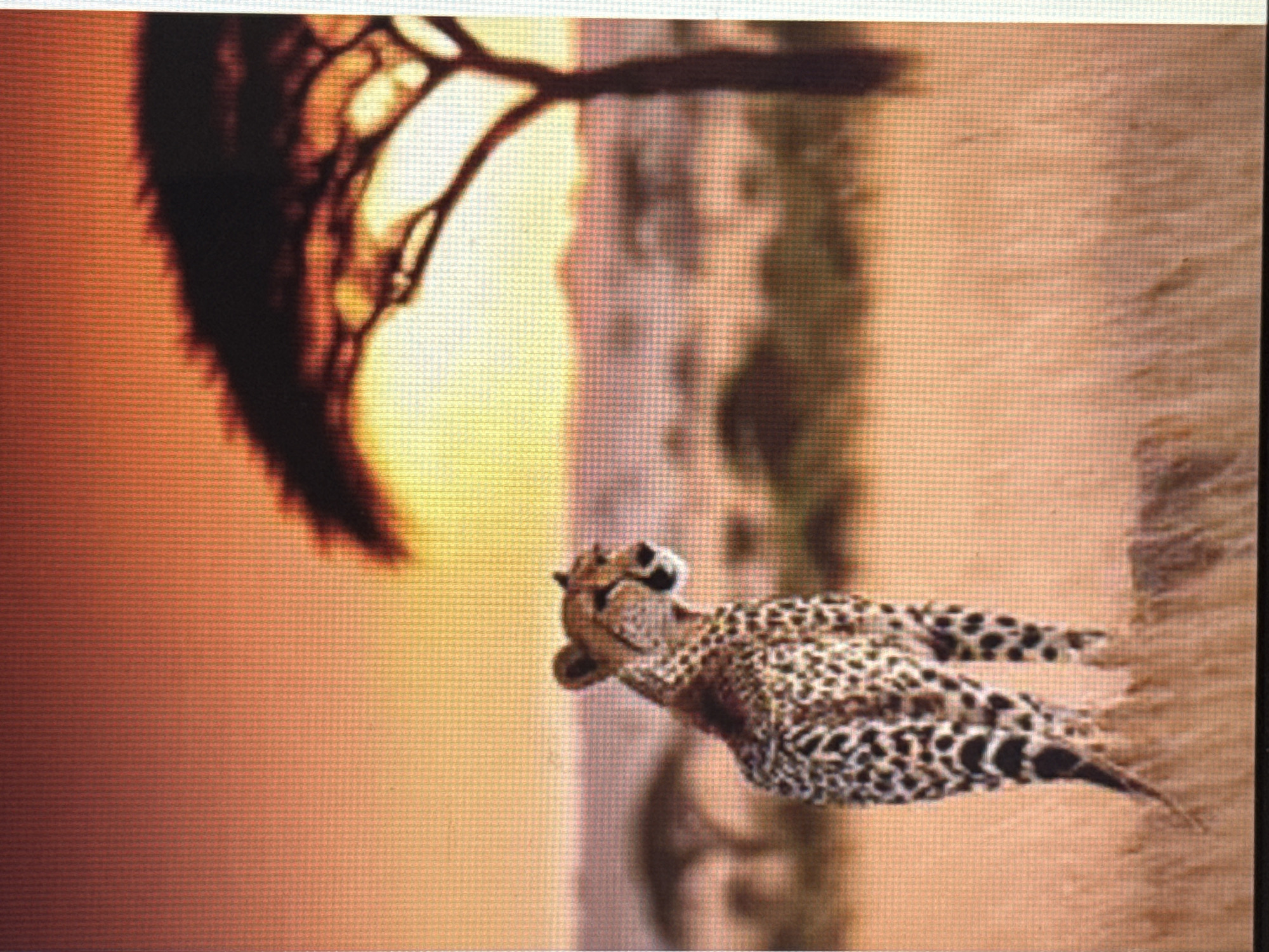 A cheetah stands on a mound of dry grass, looking to the right. The cheetah has a spotted coat and a long tail. In the background, there is a silhouetted acacia tree against an orange and yellow sunset. The landscape appears to be a savanna. The location is unknown, Unknown.