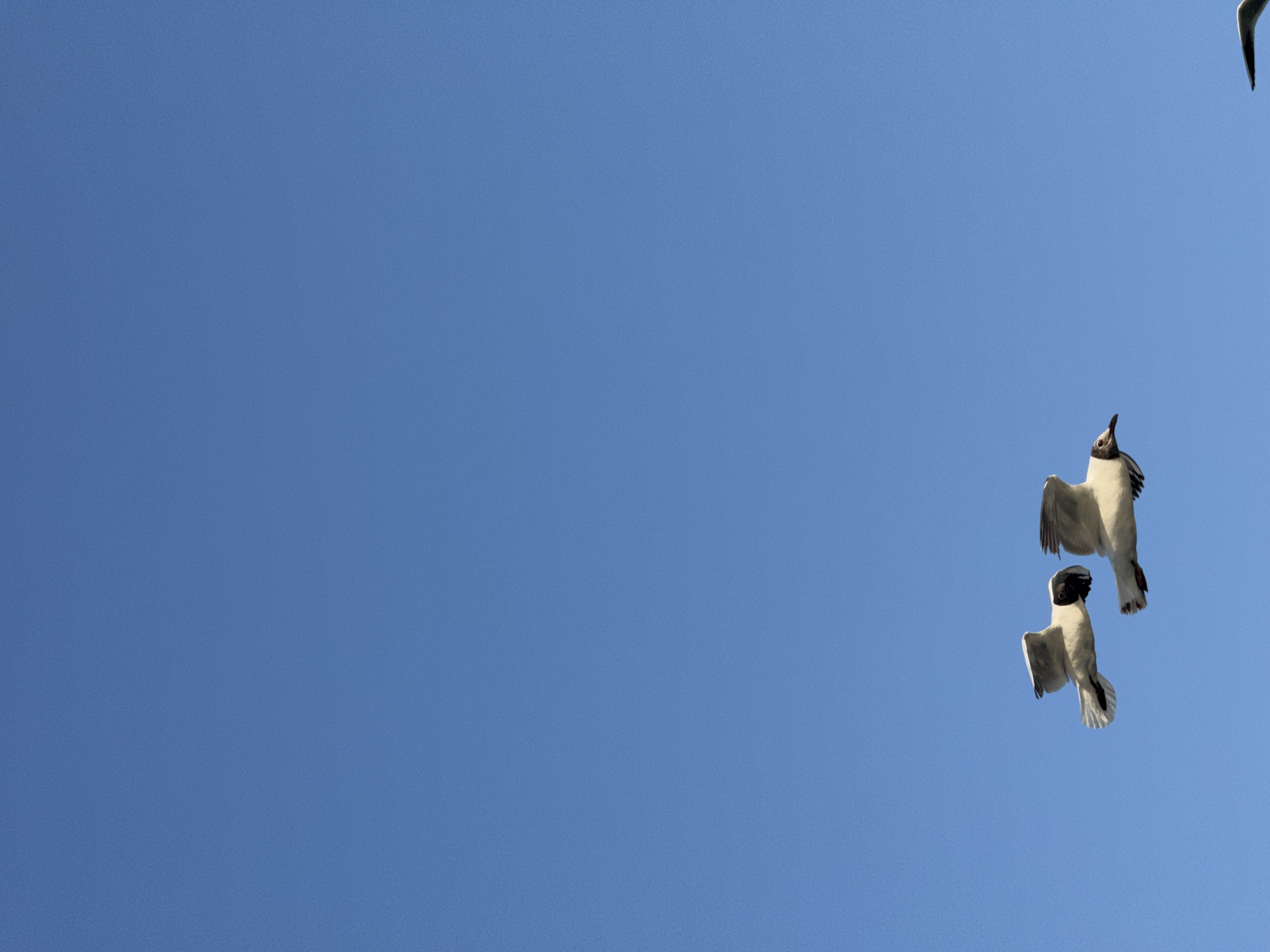 The image depicts a clear blue sky with two seagulls in flight. One seagull is positioned slightly above and to the right of the other. A third seagull is partially visible in the upper right corner of the image. The location of the image is not specified. The image does not provide any information about the city of Kazan, Russia.