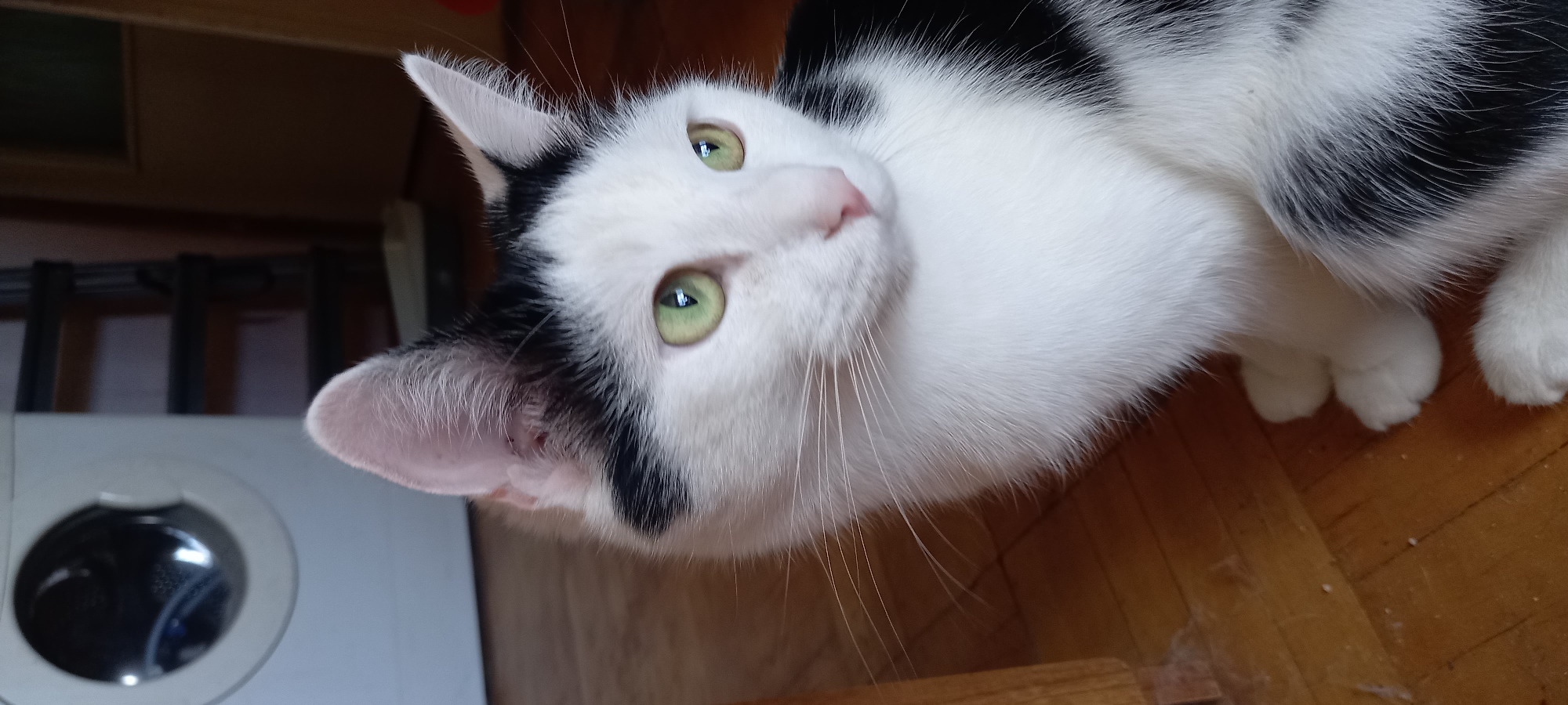 A black and white cat with green eyes sits on a wooden floor in what appears to be a domestic setting. In the background, a washing machine and some shelving units are visible. The lighting suggests it is daytime. There is no specific indication of its location within the city of Izhevsk, Russia, nor are there any people present.