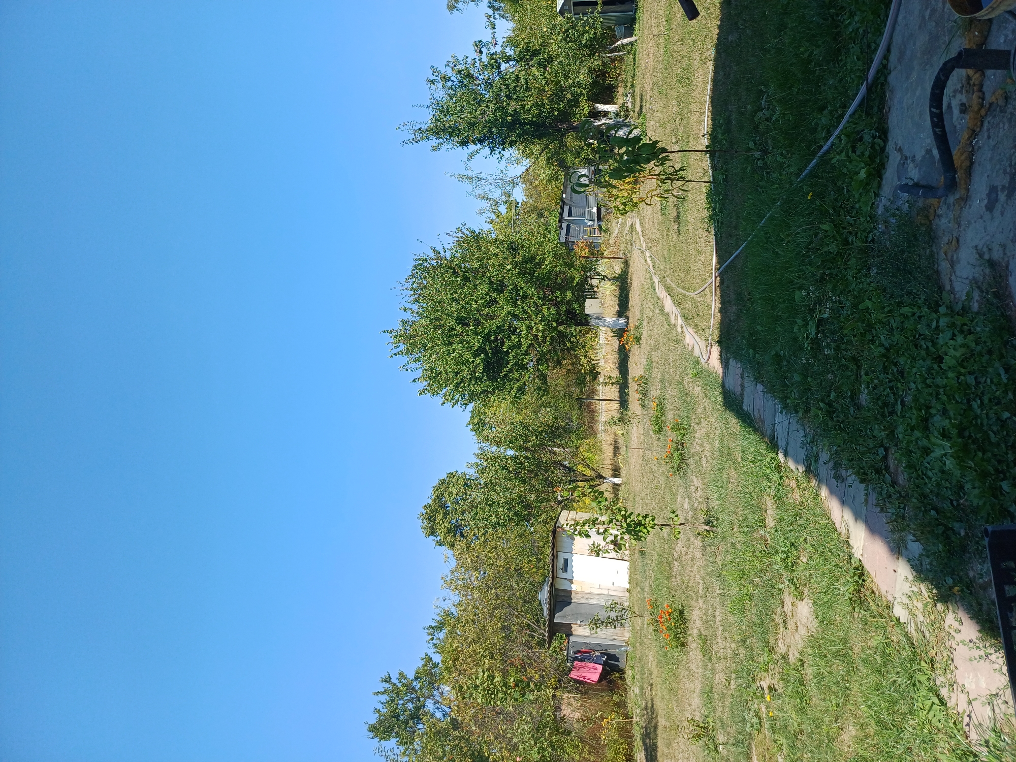 This is a photograph of a rural backyard scene in Sulymivka, Ukraine, under a clear blue sky. The foreground is dominated by a paved pathway, partially in shadow, leading into a grassy yard with patchy vegetation. Several small trees and bushes are scattered throughout the yard, some with orange flowers. In the middle ground, a small, weathered shed with a corrugated roof stands to the left, with two pieces of clothing hanging on its side. Further back, a curved pathway made of light-colored stones winds through the yard, past more trees. Two larger, mature trees are visible in the center and right of the frame. In the background, more trees and some low structures, possibly sheds or outbuildings, are present. The overall impression is of a somewhat unkempt but lived-in rural property on a sunny day.