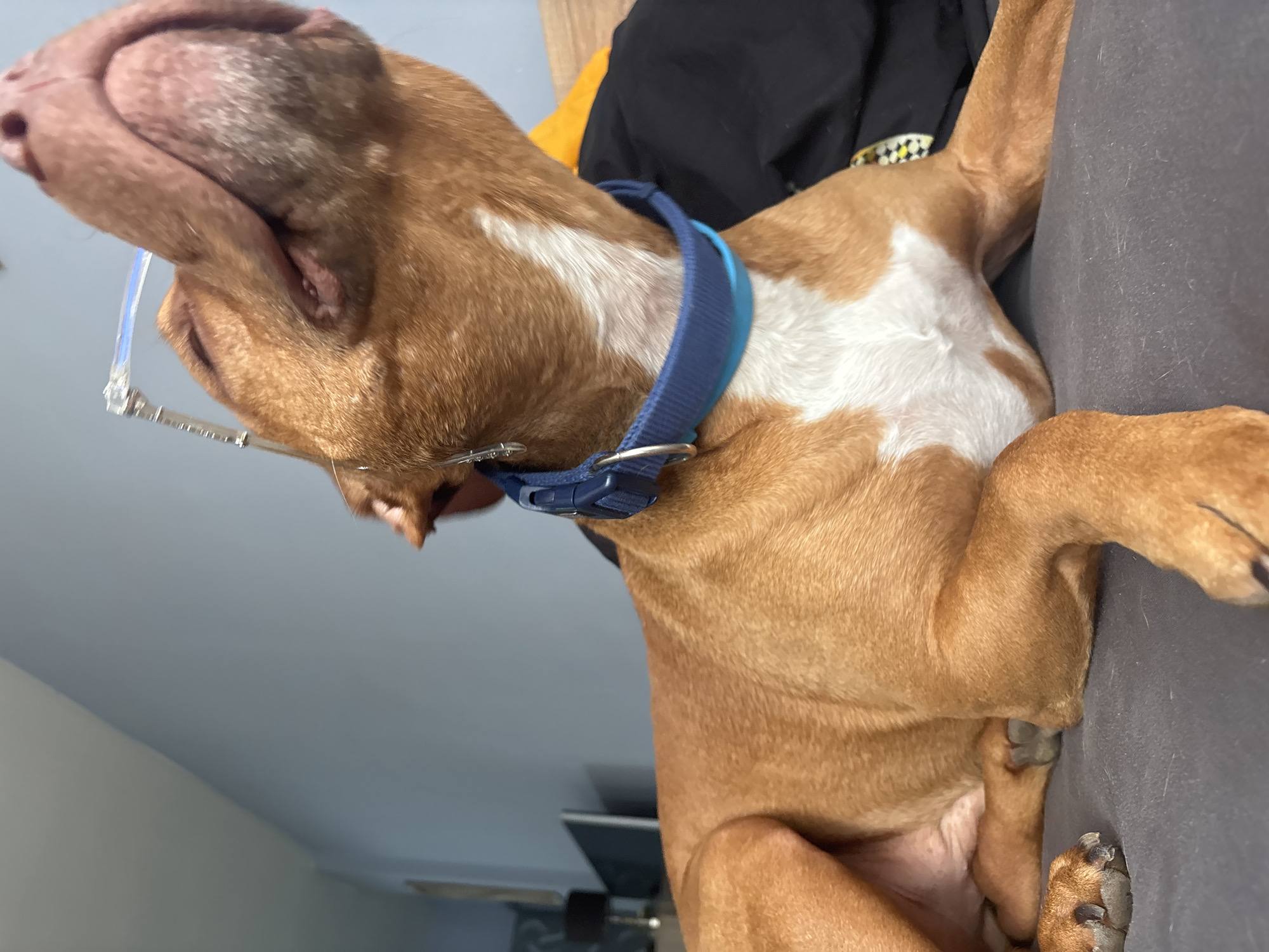 An indoor, eye-level shot features a light brown dog with distinct white markings on its chest and neck, lying in a relaxed posture. The dog's head is tilted upwards, and a pair of clear-framed eyeglasses are perched humorously on its snout, partially obscuring its closed eye. A dark blue collar is visible around its neck.
The dog appears to be resting or asleep, leaning against a dark gray upholstered surface, possibly a couch or bed. In the background, sections of a light blue-gray wall and ceiling are visible, indicating an indoor setting. Hints of black and orange fabric, possibly clothing or bedding, are also present behind the dog. The dog's paws are visible, tucked and resting against the dark gray surface. The overall mood is calm and lighthearted. There is no visible text in the image. This scene takes place in Sofia, Bulgaria.