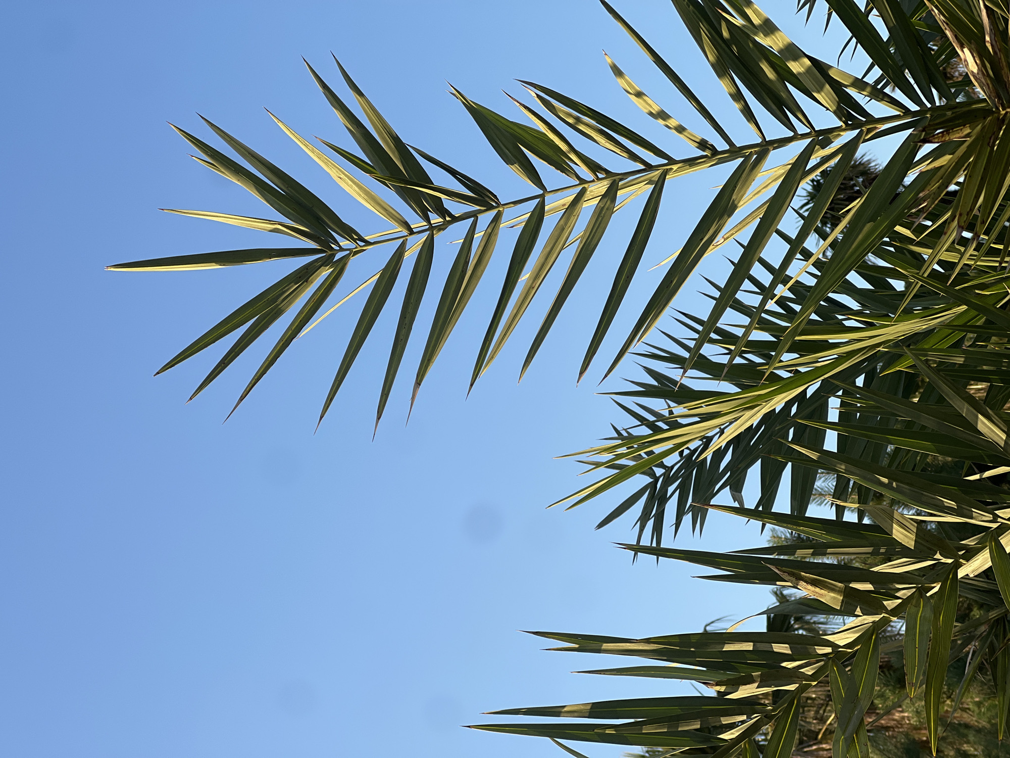 This is a close-up, low-angle shot of palm fronds against a clear, bright blue sky. The fronds are a vibrant green with some areas highlighted by the sun, creating a play of light and shadow. The sharp, pointed leaves of the palm fronds extend upwards and outwards, creating a dynamic visual. In the background, out of focus, can be seen other palm trees. There are no people or animals visible in the frame. The image captures a tropical or subtropical atmosphere, consistent with the botanical gardens or coastal areas of Batumi, Georgia.