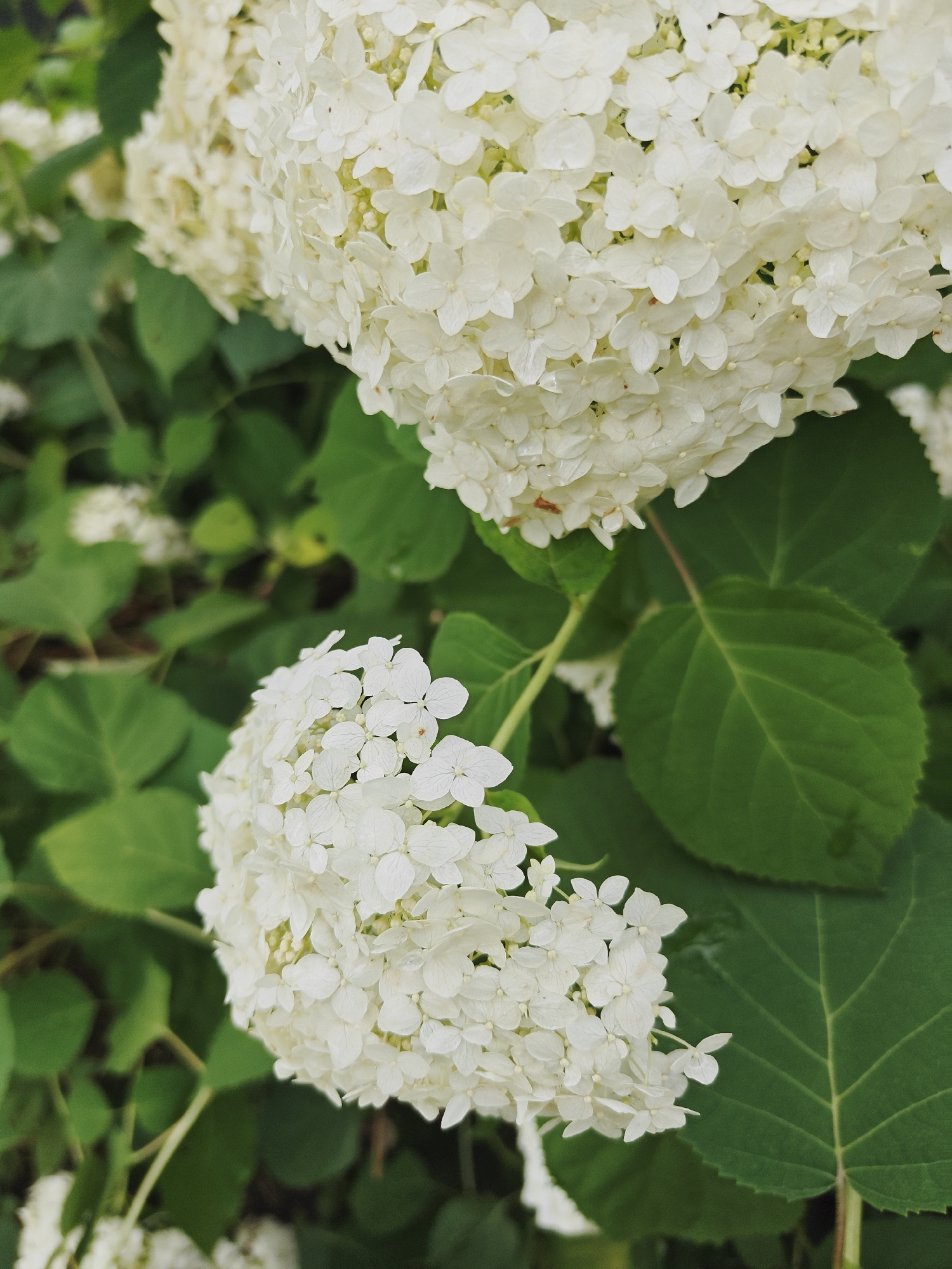 This is a close-up, vertical-oriented photograph of two white hydrangea flower clusters against a backdrop of green leaves. The flowers are dense and spherical, composed of numerous small, delicate petals. The leaves are a deep green, some in focus and others blurred, suggesting an outdoor environment. The lighting is natural and appears to be overcast, creating soft shadows. There are no people or animals visible in the image. The photograph appears to have been taken in the city of Koledino, Russia, as indicated by the context.