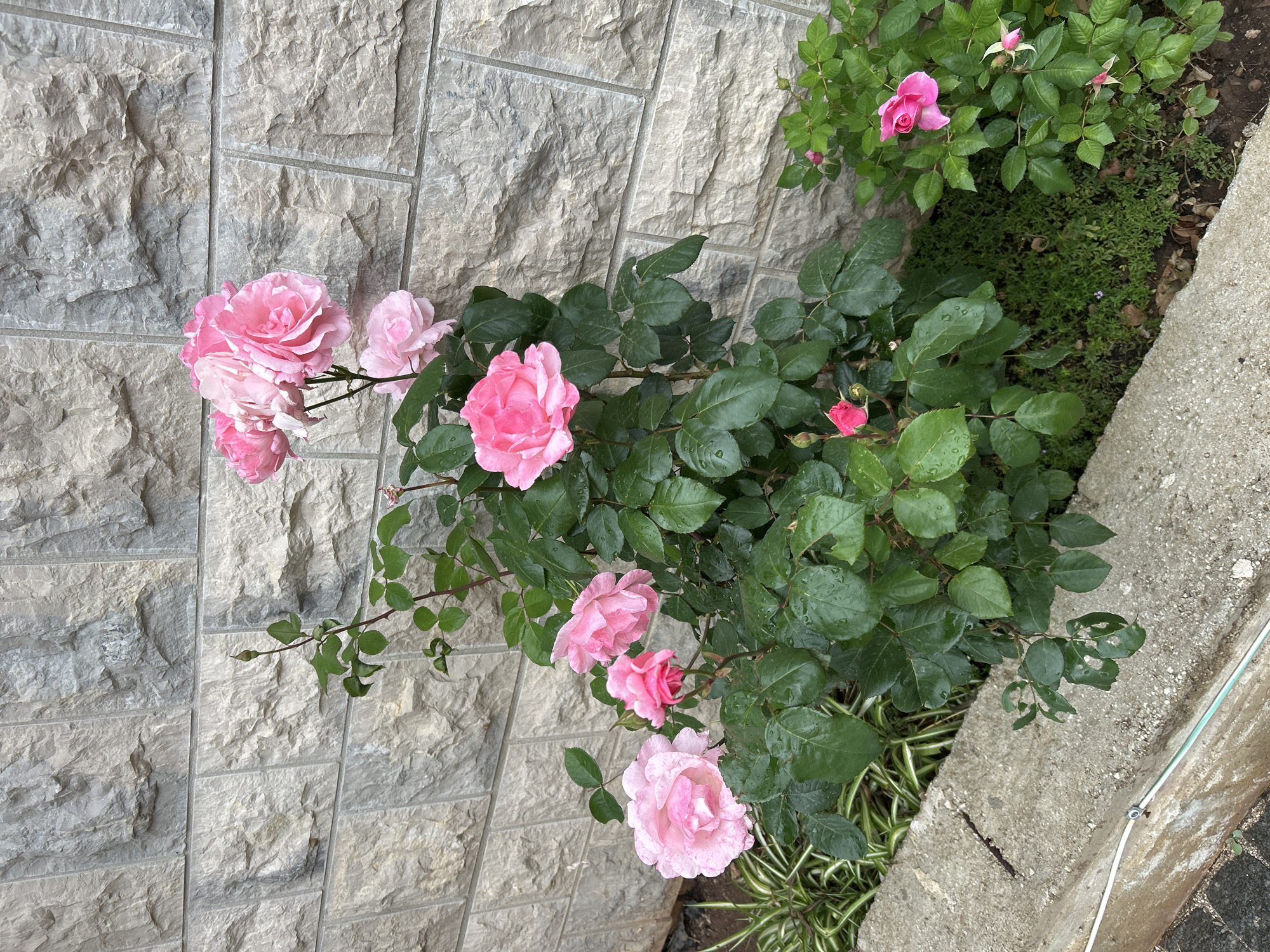 The image shows a garden in an urban environment, likely in Budva, Montenegro, although there are no definitive landmarks to confirm this. Pink roses are the primary subject, with several blooms and buds visible. The roses grow against a textured grey brick wall. To the right of the roses, other green plants grow in a bed bordered by a concrete edge. A green hose rests near the concrete border. The lighting is natural and appears to be daytime. There are no people visible in the image.