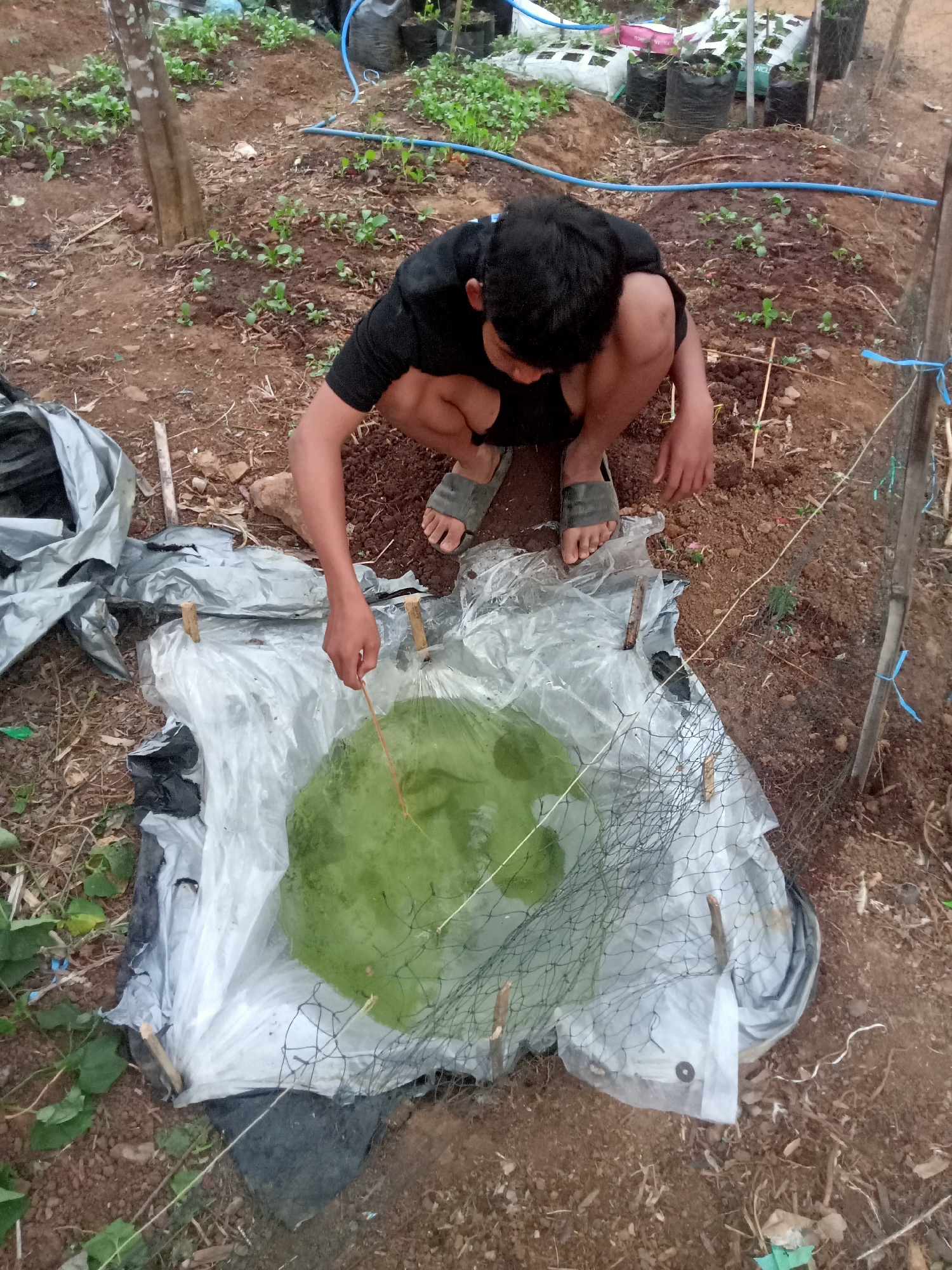 In Tanggaran, Indonesia, a young person crouches over a large, green, gelatinous mass contained within a makeshift enclosure of clear and black plastic sheeting secured by wooden stakes and netting. The person is wearing a black t-shirt and dark shorts, with their feet clad in sandals. They are holding a thin stick, which they are using to interact with the green mass. The surrounding environment is a garden or nursery, with rows of small plants in black bags visible in the background. The ground is composed of loose soil, with some dry leaves and twigs scattered about. A blue water hose snakes across the dirt.