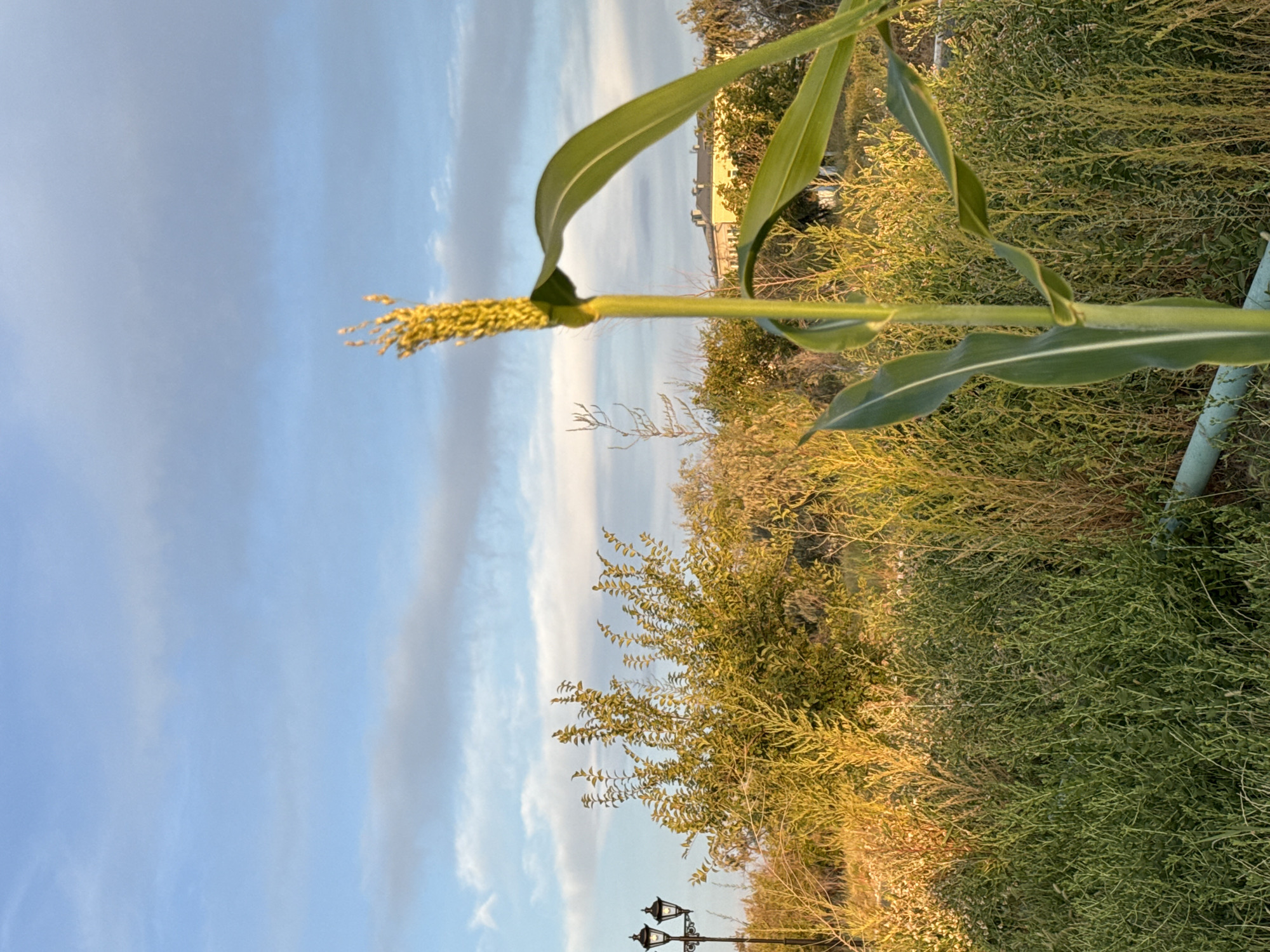 The image depicts an outdoor scene with a focus on a single corn stalk in the foreground. The corn stalk is green and has a seed head at the top. Behind the corn stalk, there is a dense area of green and golden-brown vegetation, appearing to be a field or overgrown area. To the left of the vegetation, a black, double-headed lamppost is visible. Further in the background, a yellow building with a tiled roof can be seen through the trees. The sky is blue with scattered white and gray clouds. The lighting suggests it is late afternoon or early evening, casting a warm glow on the landscape. The image is likely taken in Baikonur, Kazakhstan, given the context. There are no people visible in the image.