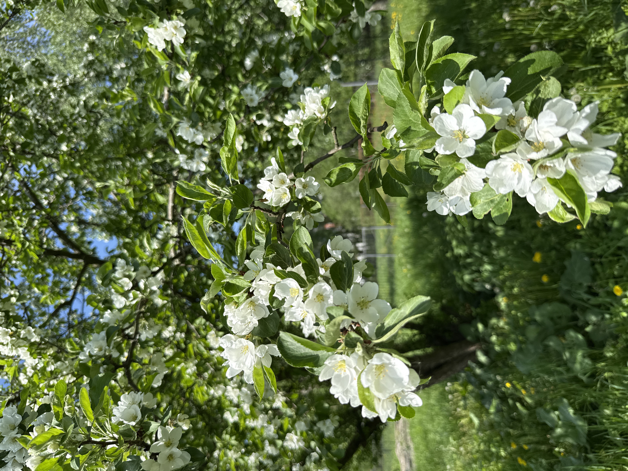 The image shows a close-up view of a blooming tree branch with white flowers and green leaves. The background is blurred, revealing more blossoms on other branches of the tree and patches of green grass. The location is possibly Rusanovo, Russia, suggested based on the request. The scene is outdoors in daytime with natural lighting, likely during springtime. There are no people visible.