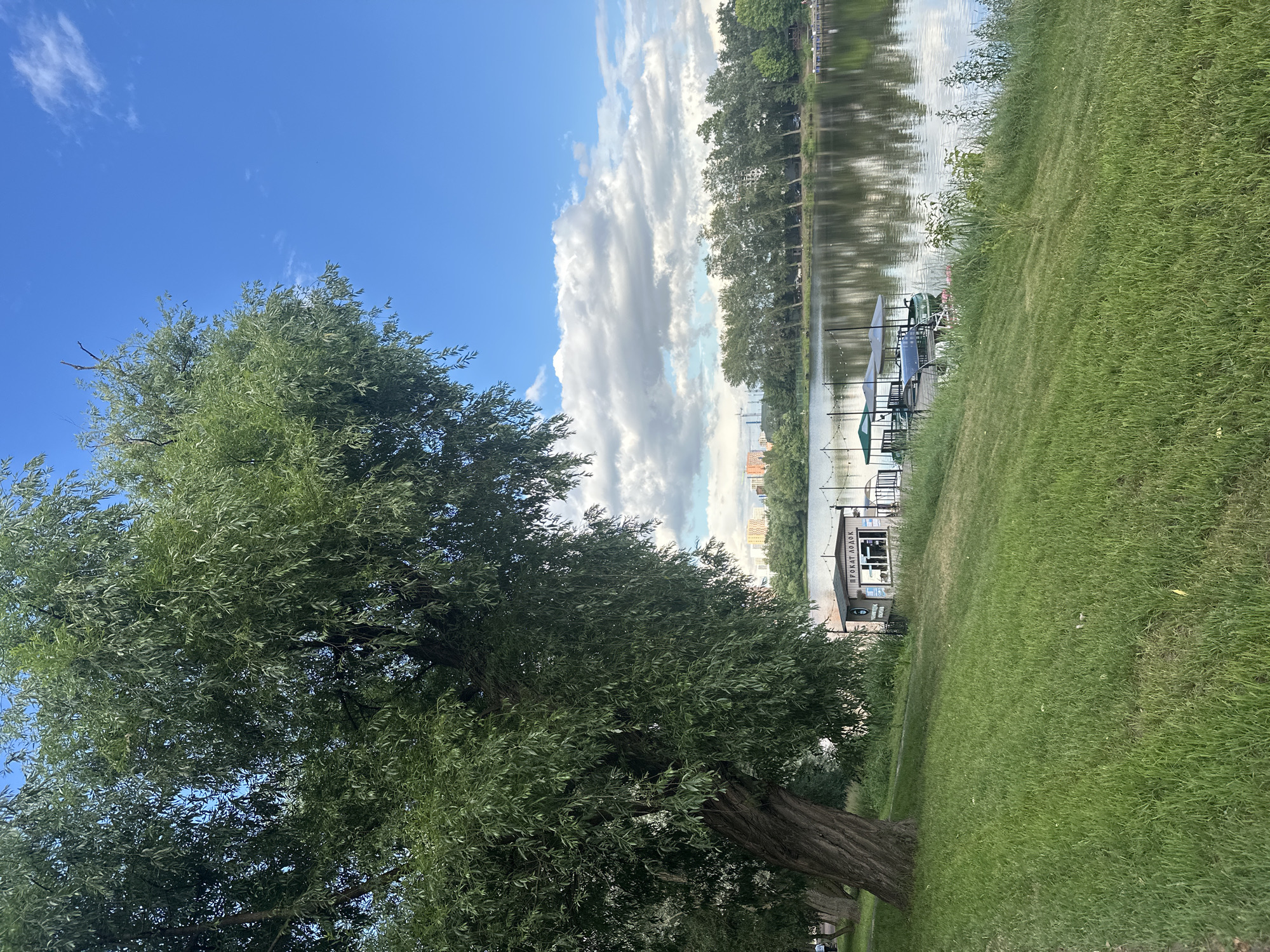 This is a vertical-oriented image of a park scene with a large tree in the foreground. The tree has a thick, gnarled trunk and a full canopy of green leaves, with the sky visible through its branches. Beyond the tree, a calm body of water reflects the sky and the trees lining its opposite bank. Along the water's edge, there's a small building with the Cyrillic text "ПРОКАТ ЛОДОК" visible, indicating a boat rental service. A few umbrellas and chairs are set up near the building, suggesting an area for relaxation or waiting. The sky is a vibrant blue with scattered white clouds. The grass in the foreground and midground is lush and green. The overall impression is a peaceful day in a park by a lake. The time of day appears to be daytime, likely afternoon, given the brightness and cloud formation. The weather seems pleasant, with a clear sky and sunshine, creating reflections on the water.