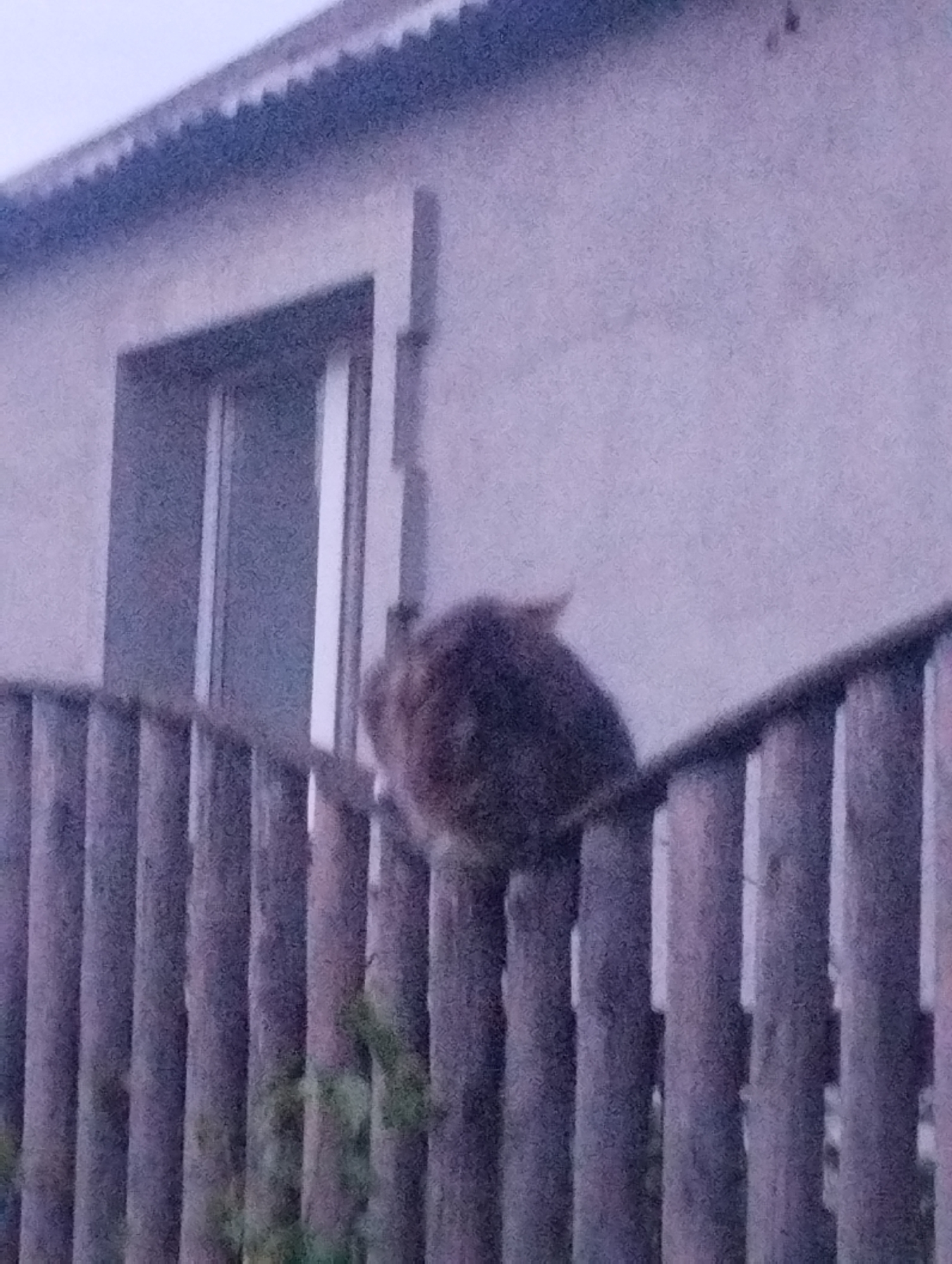 The image depicts a cat sitting on a wooden fence in front of a building. The cat is dark in color and appears fluffy. The fence is made of vertical wooden slats. The building behind the fence is light-colored with a window. The overall scene is dimly lit, suggesting it might be dusk or dawn. There is no indication of the location being specifically in Ustyvytsia, Ukraine, other than the prompt's assertion.