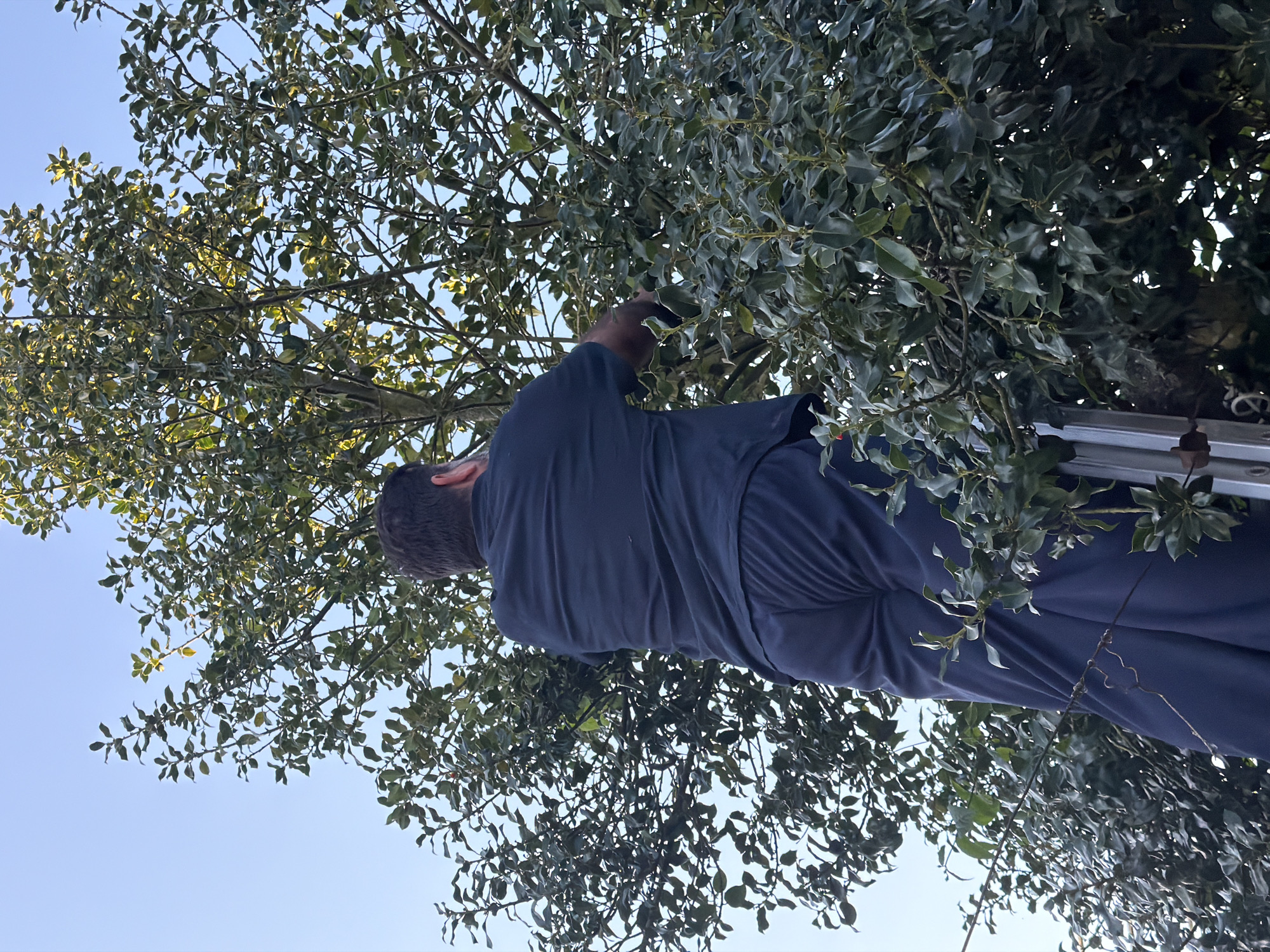 A man, viewed from the rear, stands on a ladder amidst the branches of a tree. He is wearing a dark-colored shirt and trousers. The tree has dense foliage, and the sky is visible between the branches. The location is Vila Real, Portugal.