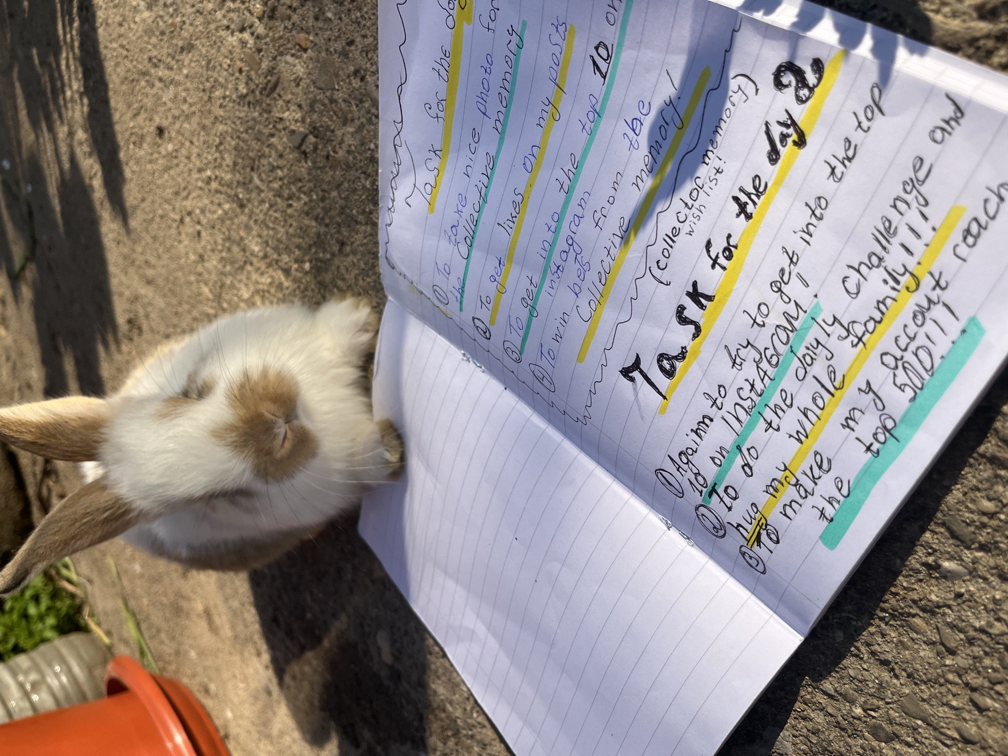 A photograph shows a notebook with handwritten tasks and a rabbit outdoors. The notebook is open, displaying the text "Task for the day 30" and a list of tasks. The text is highlighted with yellow and light blue markers. To the left of the notebook sits a rabbit with tan and white fur. The ground appears to be paved. In the lower left corner, part of an orange object is visible, sitting on a patch of grass. The scene appears to be in sunlight. The location is Lozarevo, Bulgaria.