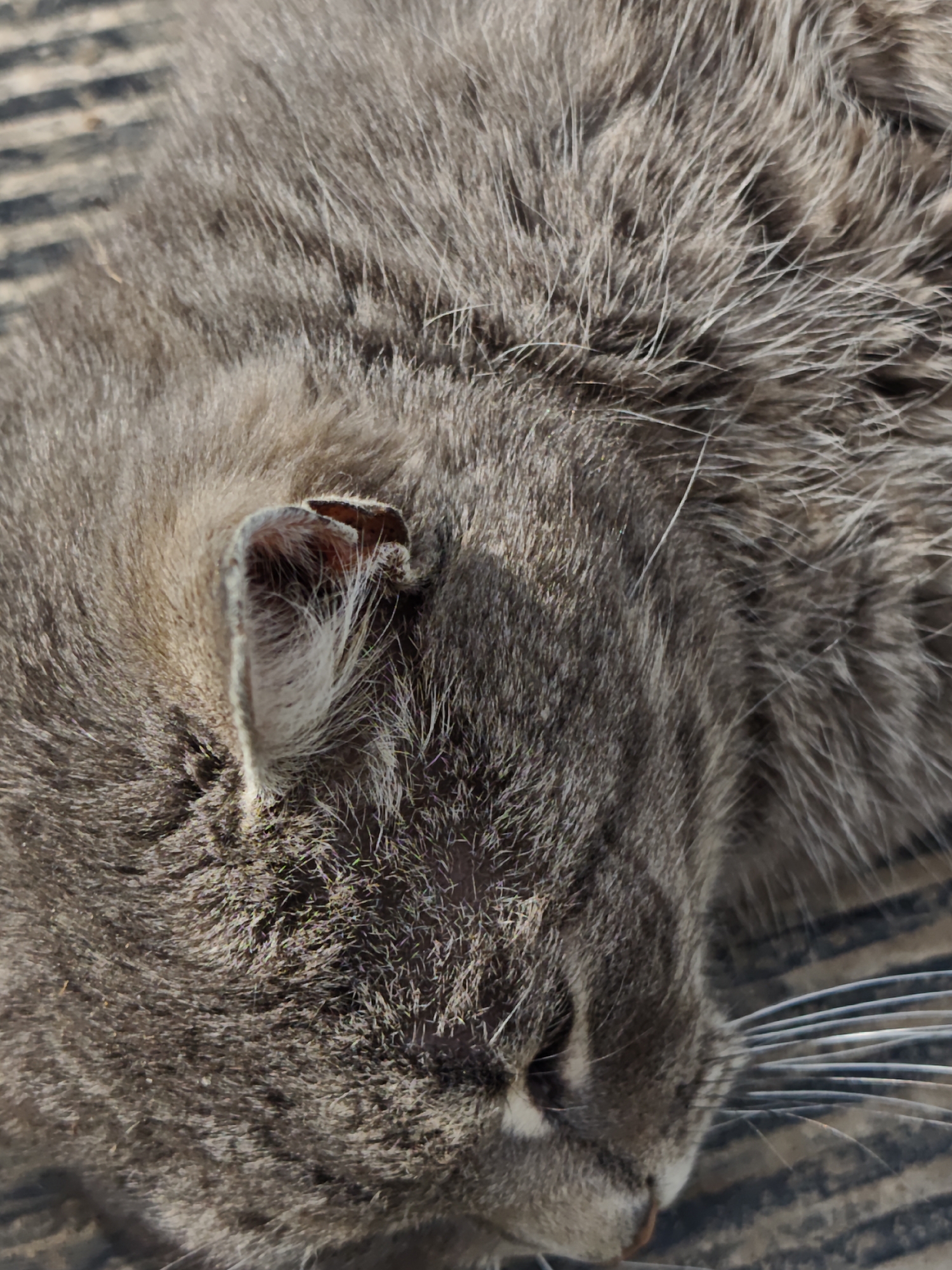 The image depicts a close-up view of a grey cat sleeping. The focus is on the cat's head and upper body. Its fur appears dense and somewhat rough, with a mix of grey and white hairs. The cat's ear is visible, and its nose is partially visible near the bottom of the frame. Several of the cat's whiskers are seen near its nose. The cat is lying on a surface with striped markings. There is no indication of this being in the city of Parkhomivka, Ukraine.