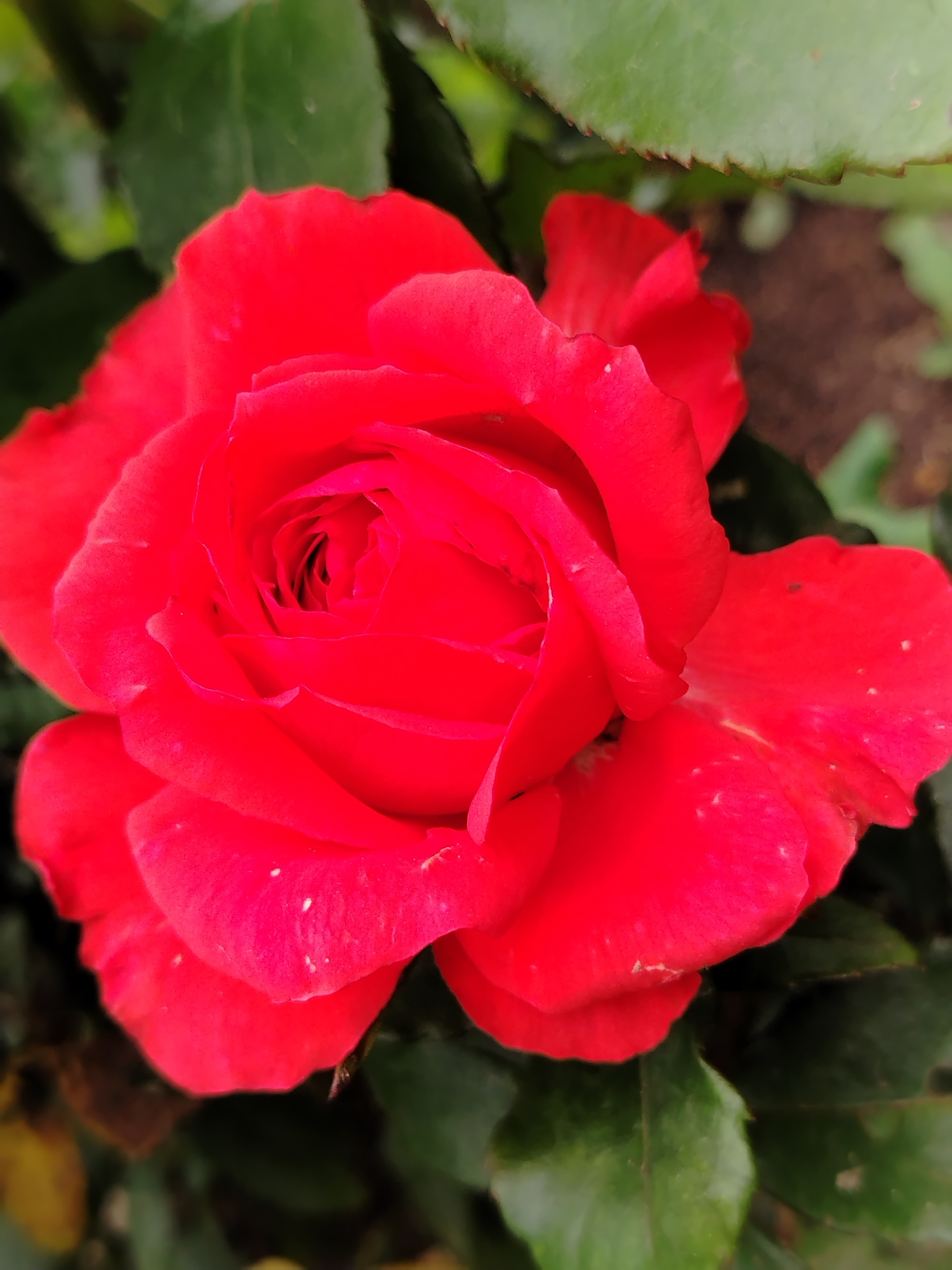 A close-up, eye-level, vertical shot captures a vibrant red rose in full bloom, its petals unfurling to reveal a tightly coiled center. The rose is the dominant subject, sharply in focus, while the background consists of blurred green leaves and dark soil, suggesting an outdoor garden setting. The lighting is natural, casting soft shadows and highlighting the velvety texture of the petals, some of which have tiny white speckles. The scene appears to be in a garden in the city of Gzhan, Russia, with no people or animals present.