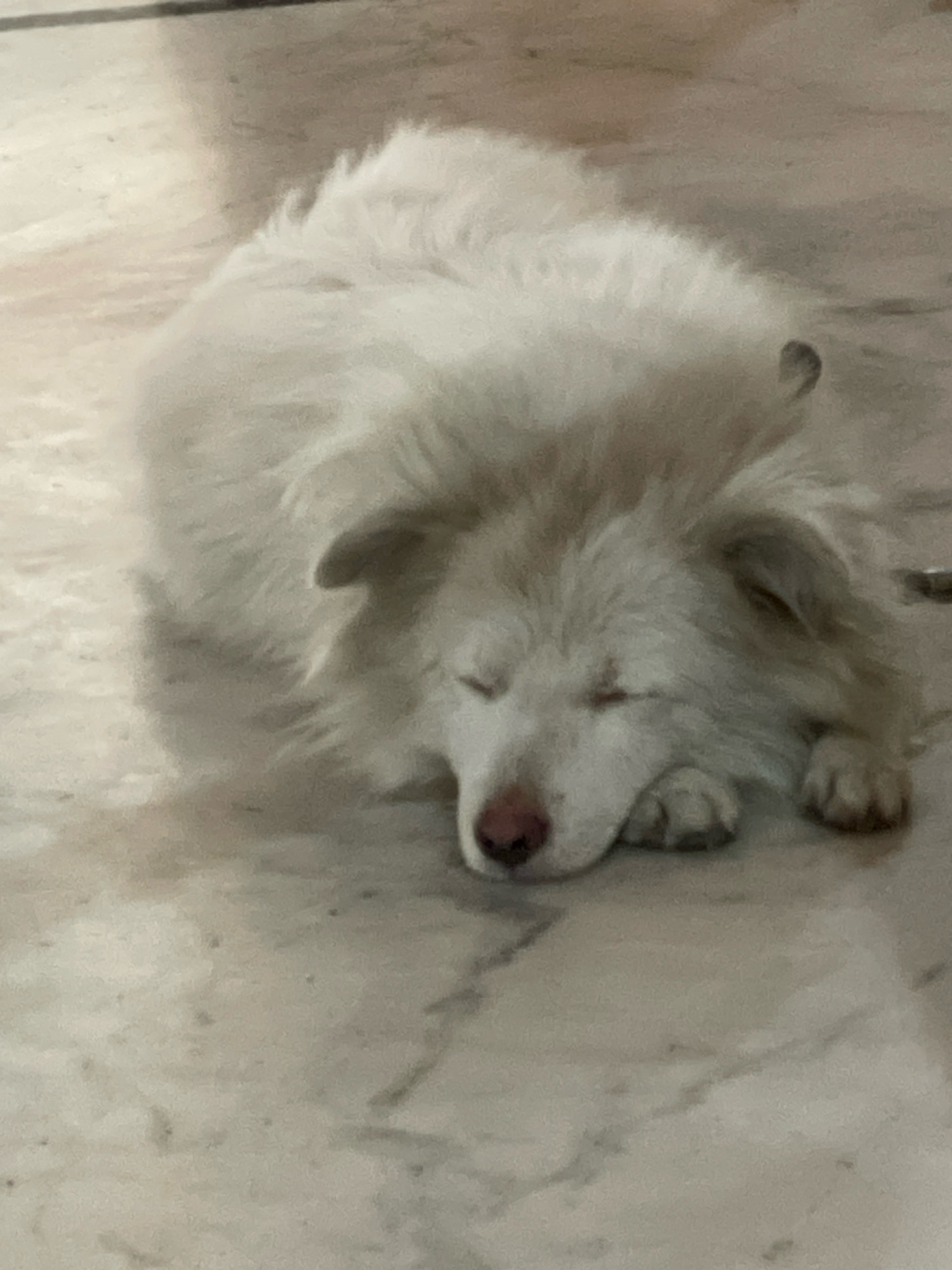 A white, fluffy dog with its eyes closed is lying on a marble floor. The dog's head is resting on its paws, and its nose is a light pink color. The dog's ears are pointed upwards and are also covered in white fur. The floor appears to be indoors, with some faint shadows visible. The overall scene is peaceful and suggests the dog is sleeping. The image does not provide any specific details about the city of Kohara, India, or any context that would place it there.