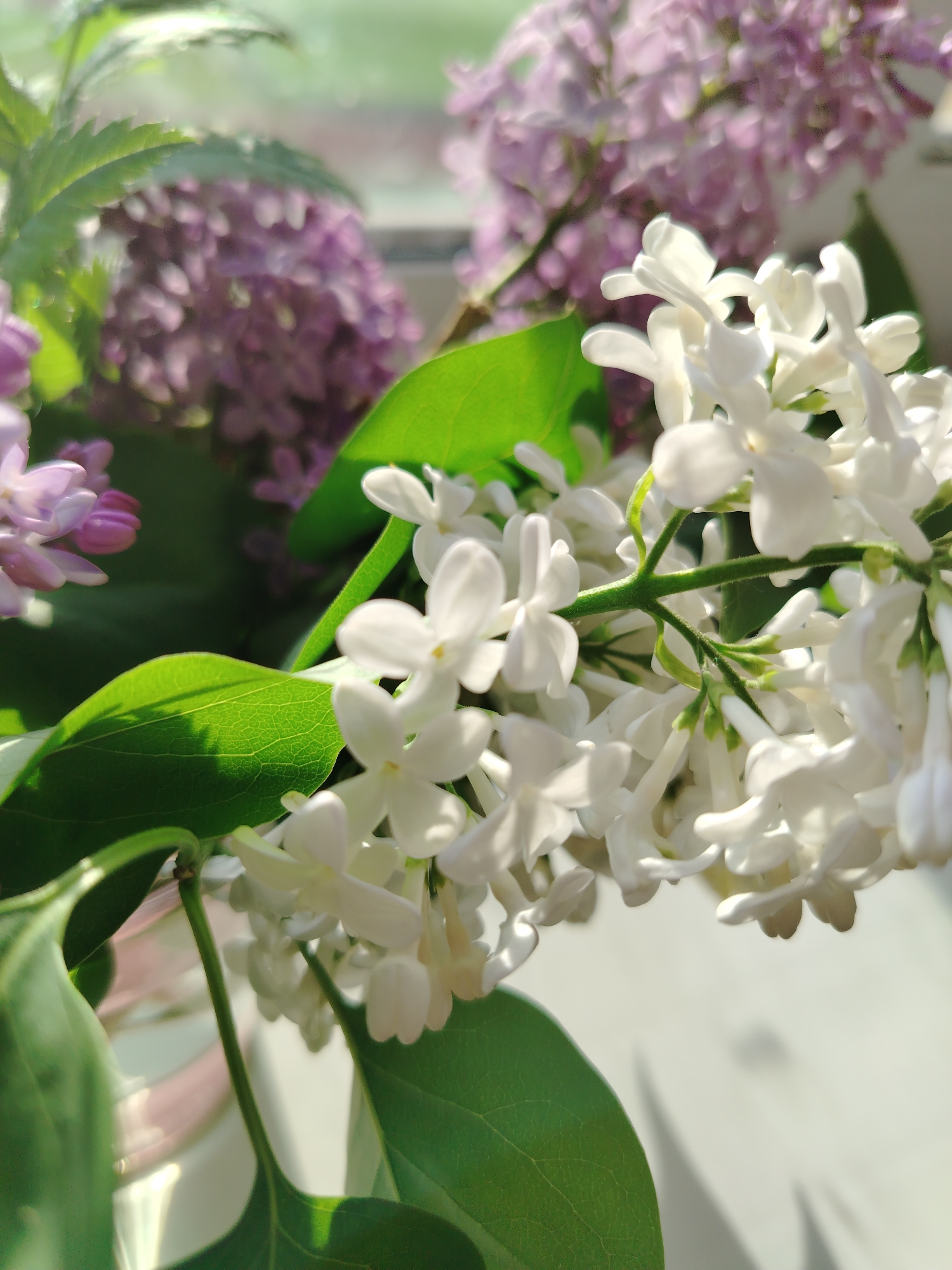 A close-up shot shows a bouquet of white and purple lilacs in a vase, likely indoors by a window. The white lilacs are in the foreground, sharply focused with visible individual blossoms and green leaves. Purple lilacs are blurred in the background, also accompanied by green foliage. The lighting suggests daylight coming in through the window, casting shadows on the leaves and the surface below. The scene appears calm and serene, focusing on the delicate beauty of the flowers.