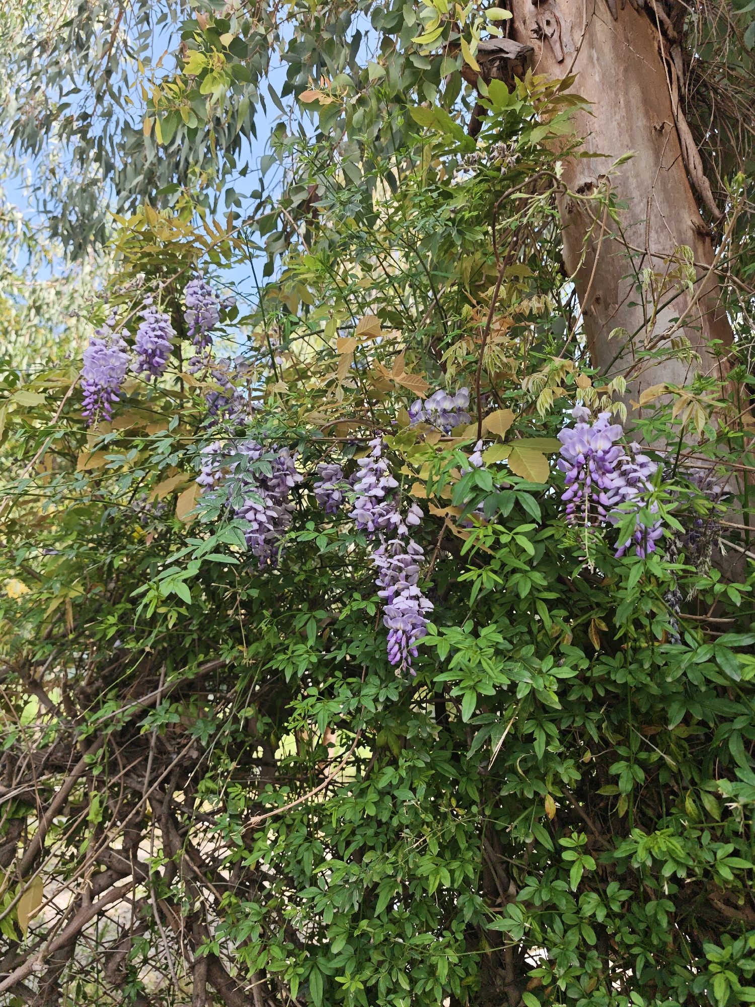 The image depicts a lush wisteria plant in full bloom, its cascading purple flowers creating a vibrant display amidst the greenery. The plant appears to be growing on or near a tree, with the tree's bark visible in the background. The leaves are a mix of shades, with some showing signs of new growth or seasonal change. In the background, there are glimpses of sky and other trees, suggesting an outdoor setting. The presence of wisteria, known to thrive in warm climates, in association with a eucalyptus tree, is consistent with the local flora and environmental conditions of Kemer, Turkey.