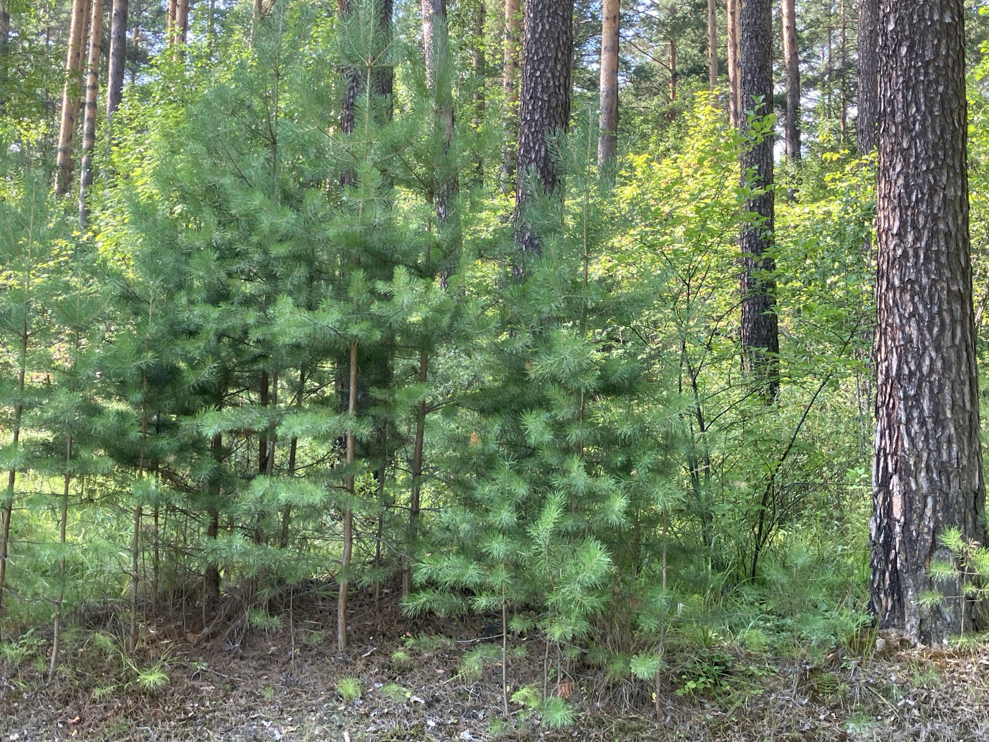 This is a medium-shot, eye-level, outdoor photograph of a dense forest scene. In the foreground, a patch of dry pine needles and twigs covers the ground. Several young pine trees, with their characteristic green needles, are clustered together, reaching up towards the canopy. Behind these saplings, larger pine trees with rough, dark bark dominate the middle ground, their trunks rising vertically. Interspersed among the pines are deciduous trees and undergrowth, characterized by vibrant green leaves, creating a lush texture. The sunlight filters through the trees, casting a dappled light on the forest floor and illuminating the foliage. The background consists of more trees and a bright sky, suggesting a clear day. The scene is devoid of any human presence or activity.