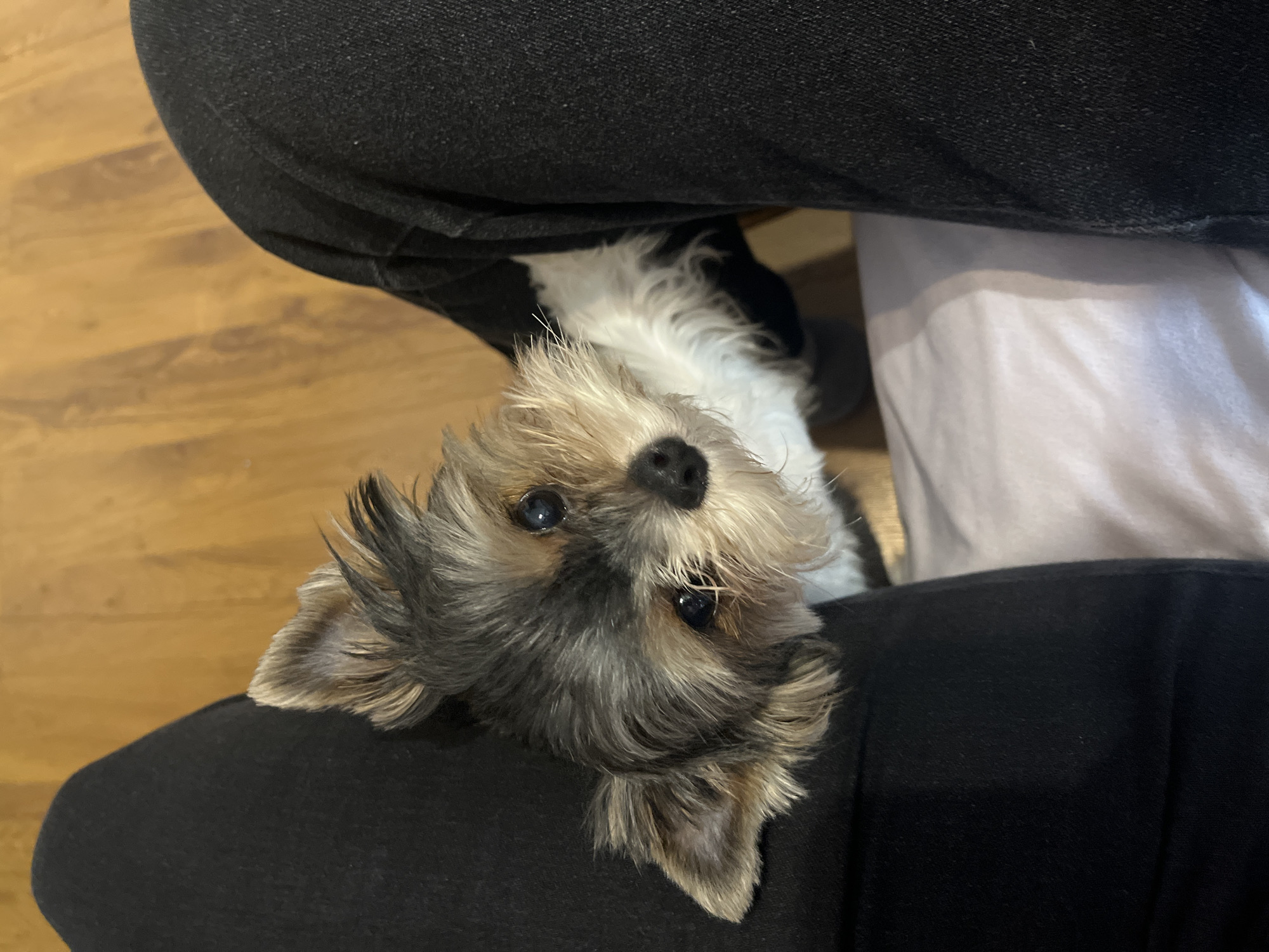 A small dog with gray, brown, and white fur is looking up at the camera. It's positioned between two legs, one in black jeans and the other in white pants. A wooden floor is visible in the background. There is no indication in the image that this photo was taken in Sochi, Russia.
