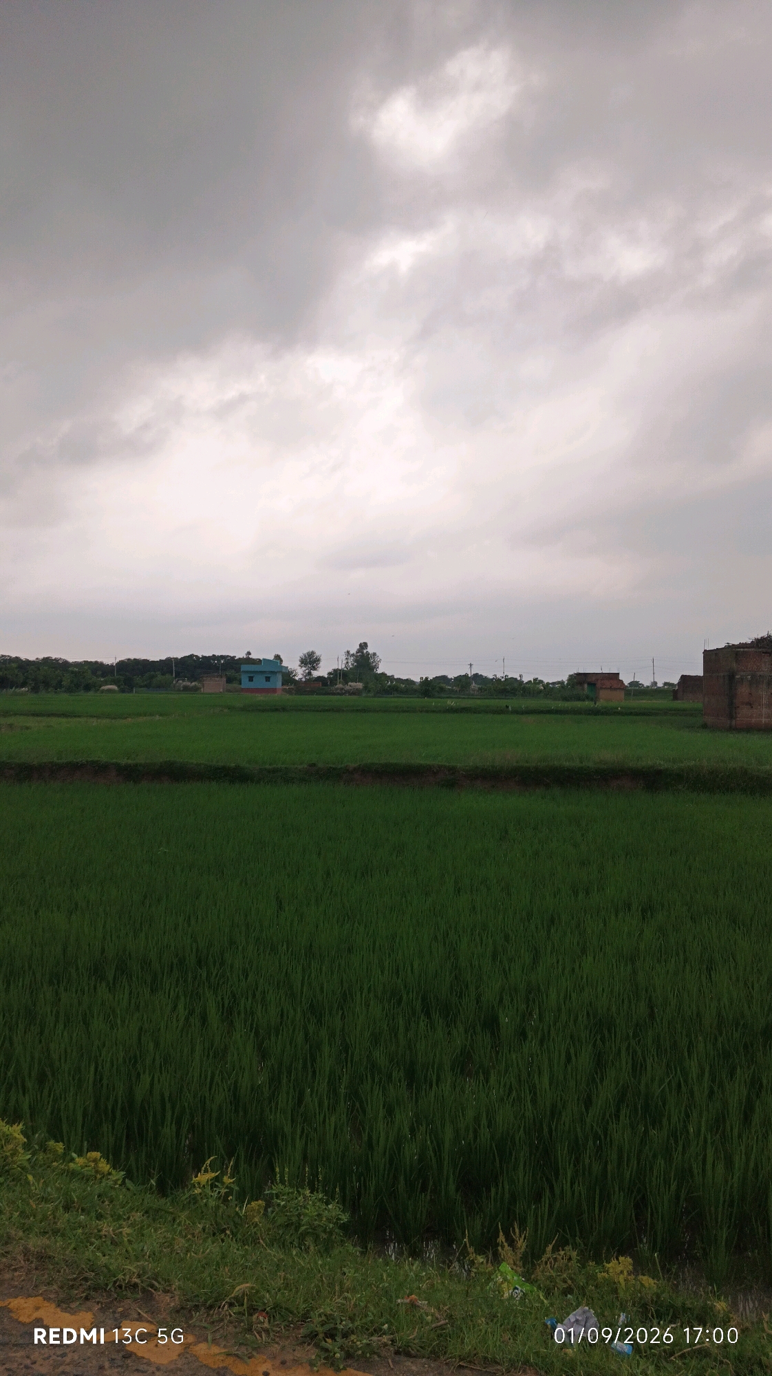 An overcast sky with heavy clouds looms over a lush green paddy field. In the mid-ground, several small structures are visible. A bright blue building with a red trim stands out prominently. To its right, there are two smaller reddish-brown buildings. Further to the right, a larger, partially constructed brick building is visible. The foreground consists of the edge of the paddy field, bordered by a strip of grass and some yellow wildflowers. A red watermark at the bottom left reads "REDMI 13C 5G" and a date and time watermark at the bottom right reads "01/09/2026 17:00". The scene depicts a rural landscape, likely in the city of Banka, India, with a focus on agricultural land and a few scattered buildings under a cloudy sky.