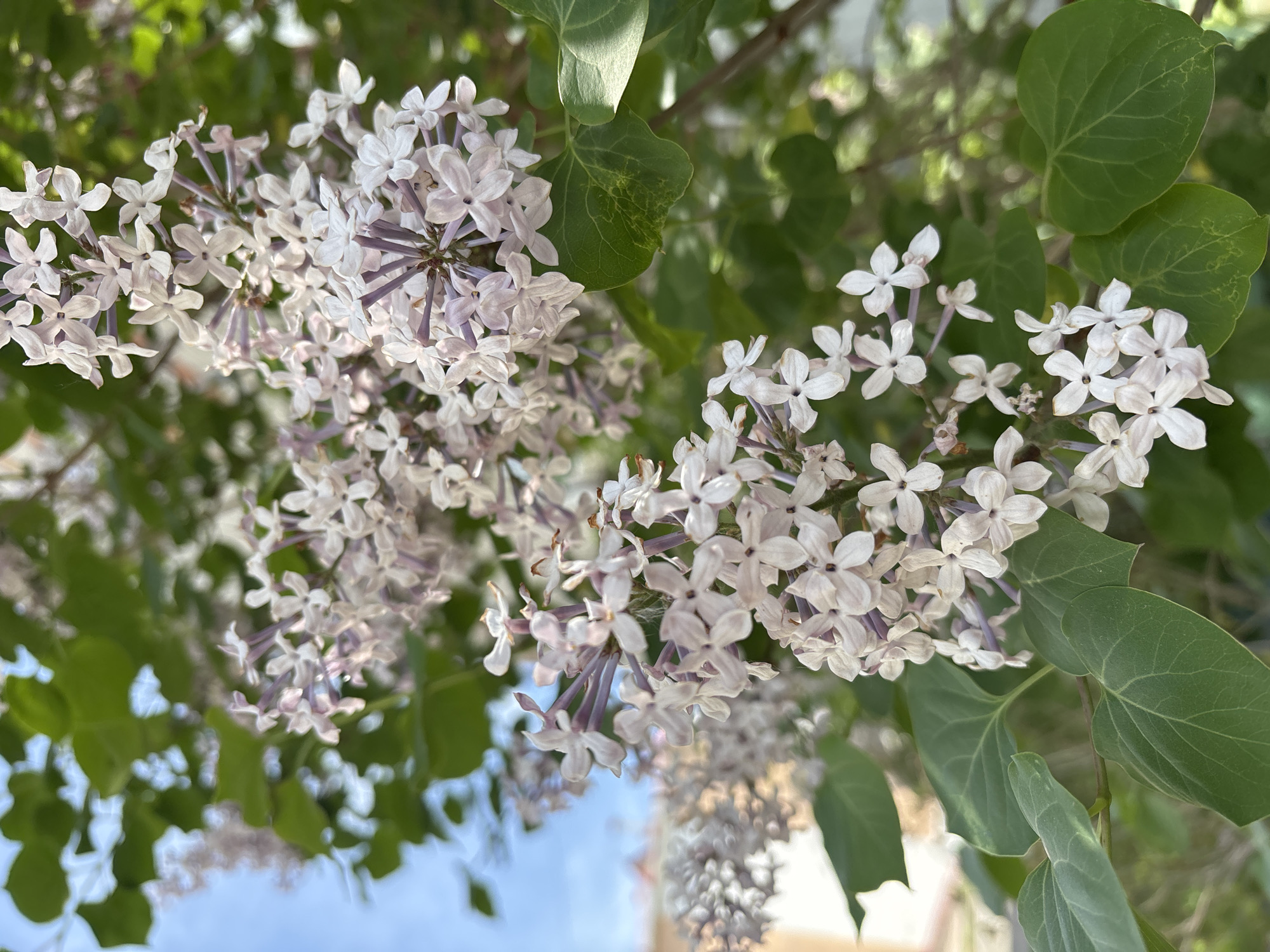 The image shows a close-up of lilac blossoms, with clusters of small, light purple and white flowers arranged in panicles. Green leaves are interspersed among the blossoms. The background is slightly blurred, suggesting a natural outdoor setting, possibly a garden or park. The location is Unknown, Unknown.