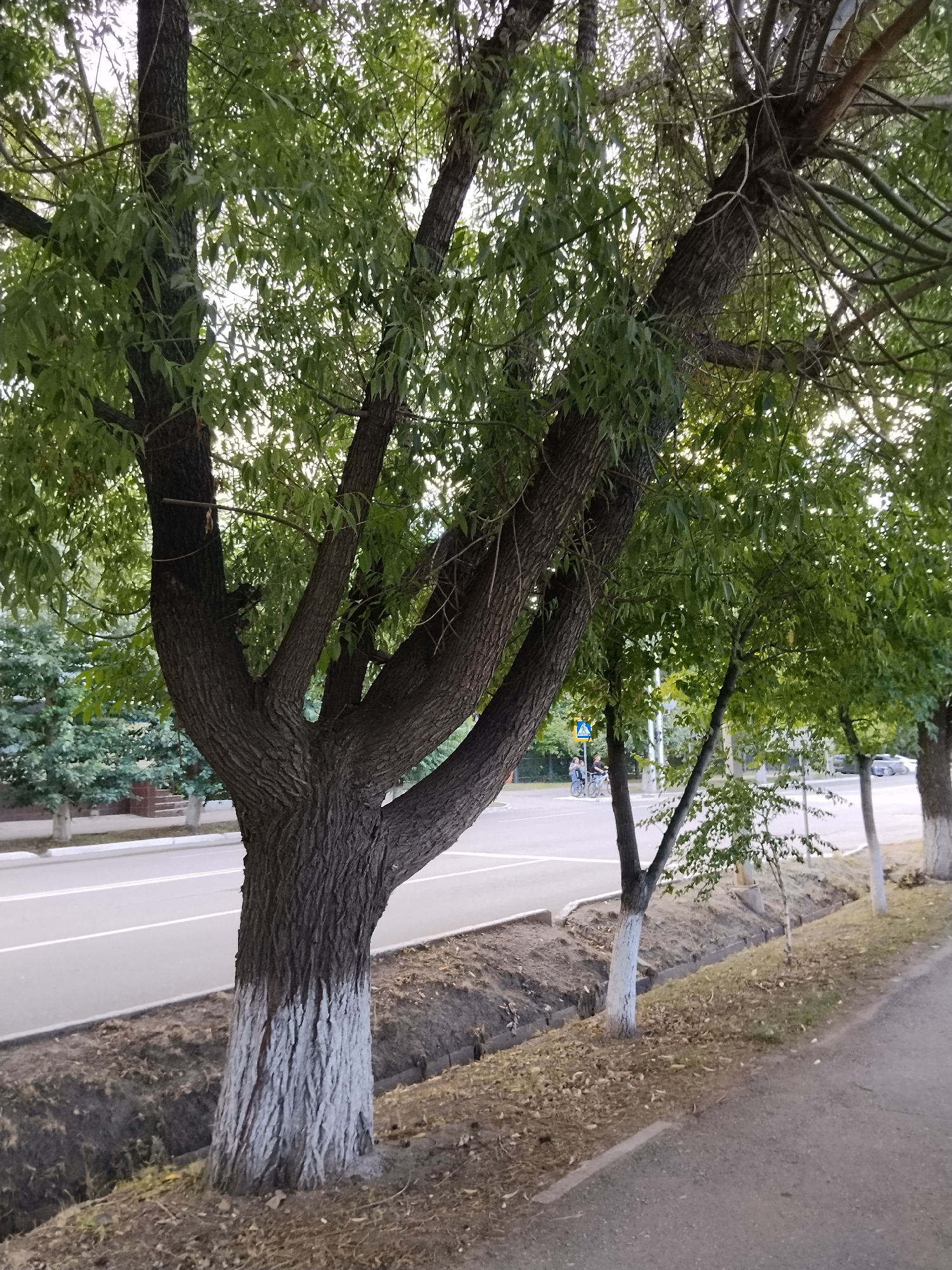 The image shows a tree with a whitewashed base, growing by the side of a paved road in Kokshetau, Kazakhstan. The tree has a thick, textured trunk that branches out into numerous limbs covered with green leaves. A shallow ditch runs along the side of the road, separating it from the tree. In the background, other trees, a street sign, and a few people on bicycles are visible. The sky appears overcast, suggesting a daytime scene.