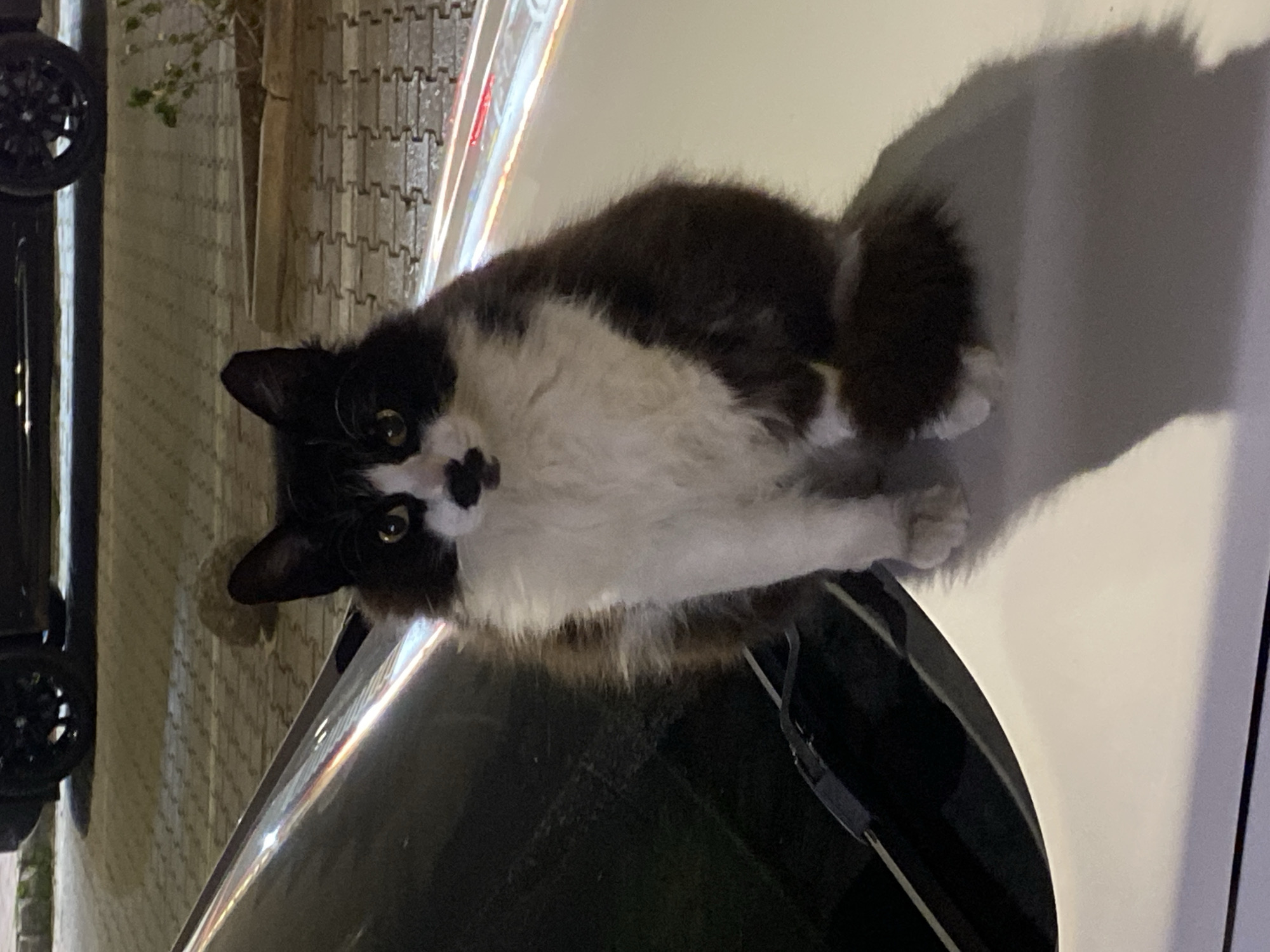 A black and white cat sits on the hood of a white car. The car is parked next to a tiled sidewalk. A black car wheel is visible in the lower left corner of the image. The picture was taken at night in Alanya, Turkey.
