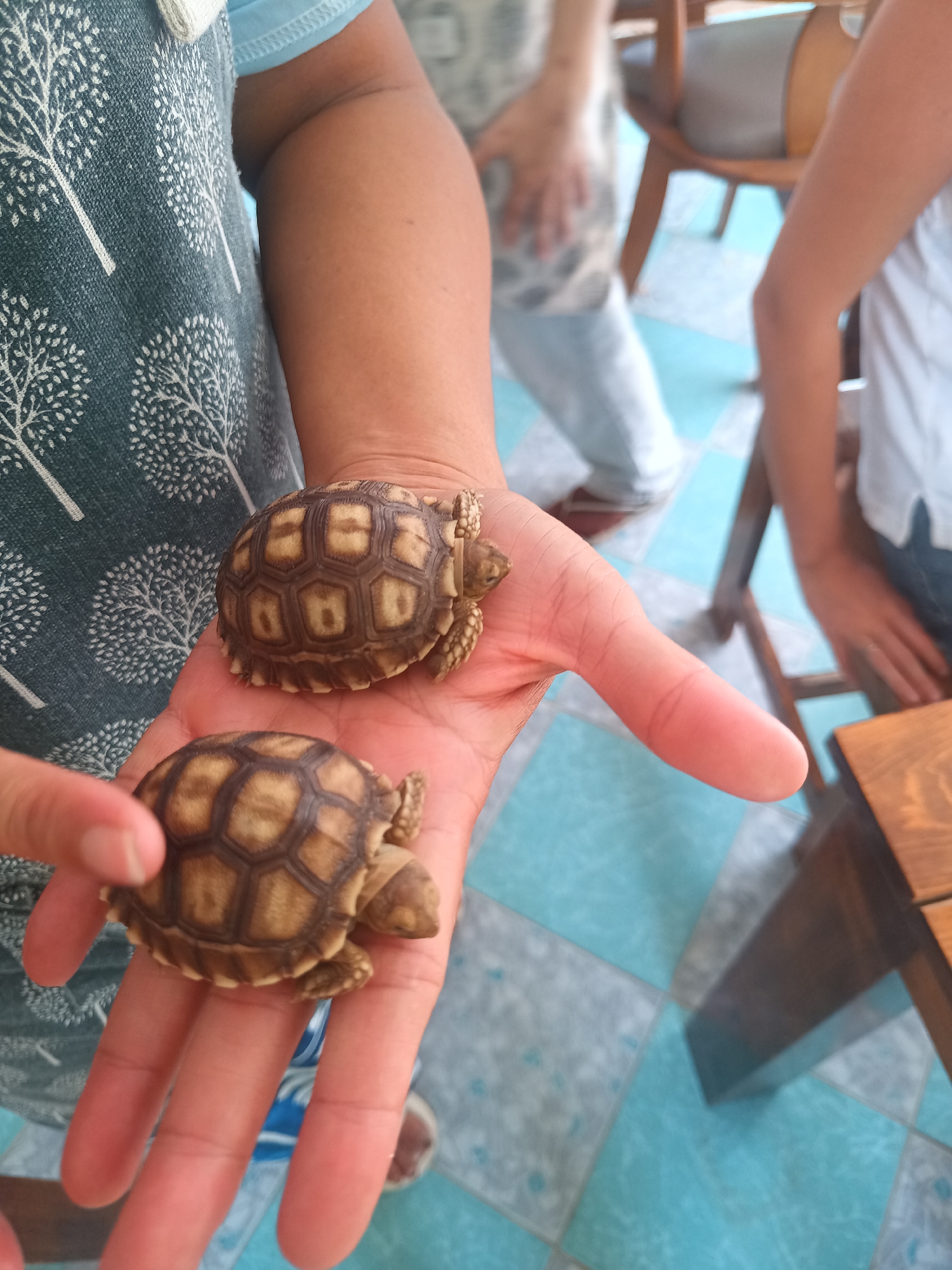 A person holds two small tortoises in the palm of their hand. The tortoises are light brown with dark brown patterns on their shells. The person holding the tortoises is wearing a blue shirt with a pattern of white trees. In the background, there are other people, wooden chairs, and a floor with blue and white tiles. The location is Hua Hin City Municipality, Thailand.