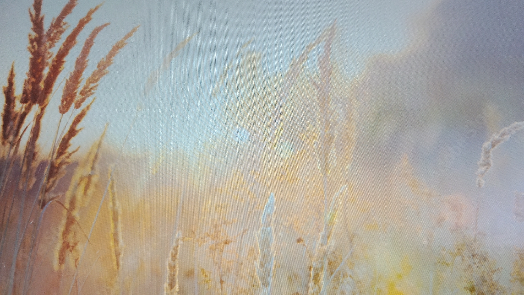The image depicts a close-up view of tall, dry grasses and reeds in soft, golden sunlight. The background consists of a hazy, ethereal sky with subtle hints of blue and gray. The overall impression is one of a serene, natural landscape, possibly a meadow or field. There are no people or man-made structures visible in the image. The scene is characterized by the textures and colors of the vegetation, which appear dry and autumnal. The lighting suggests either early morning or late afternoon. The specific location in Smolyan, Bulgaria, is not discernible from the visual information presented in the image.