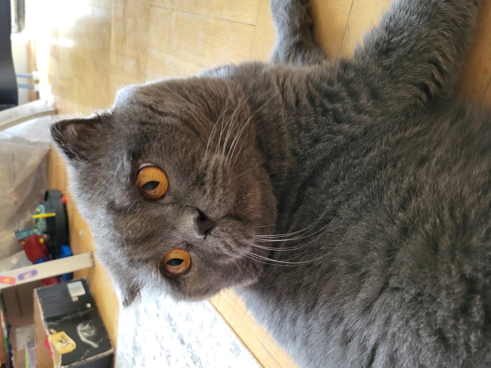 A grey Scottish Fold cat with bright orange eyes lies on a wooden floor. The cat is facing to the left of the frame, with its head tilted slightly. Its ears are folded down, characteristic of the breed. In the background, there are some boxes and toys, suggesting a domestic setting. The lighting indicates that the photograph was taken indoors, possibly in a room with natural light. There is a patterned rug visible on the left side of the image.