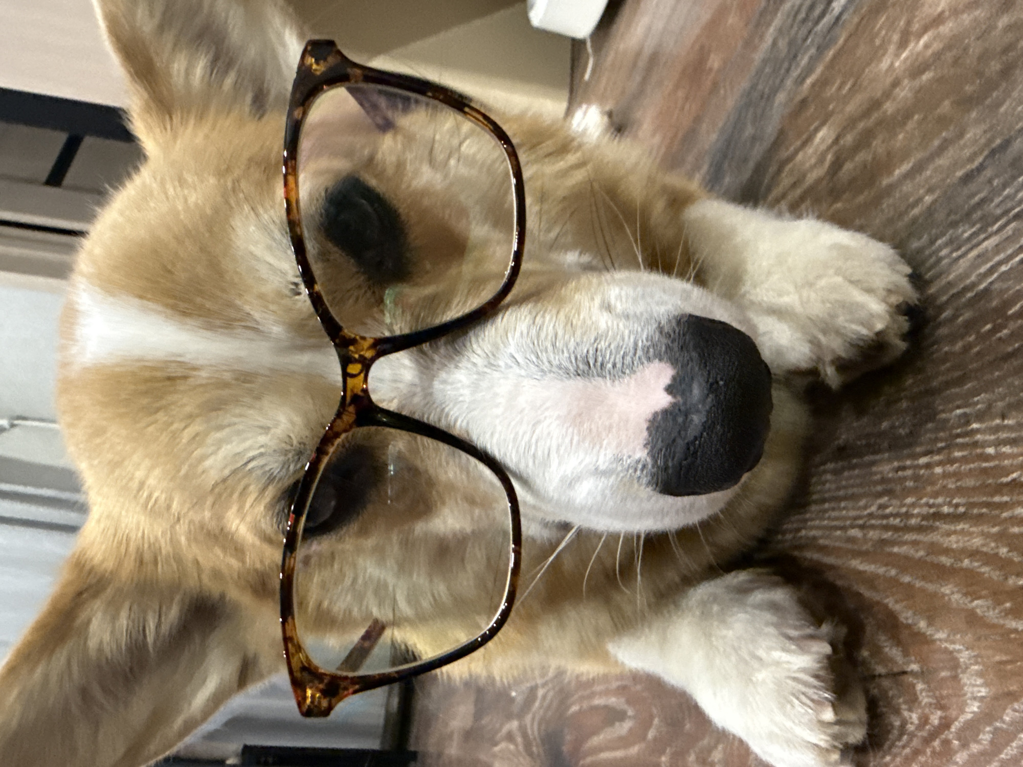 A close-up, slightly angled shot features a tan and white corgi wearing brown tortoiseshell-patterned glasses. The dog is lying down on what appears to be a wooden floor. Its paws are near its face, and the glasses are positioned on its nose. The background is blurred, but hints of a room are visible. There is no indication that the image was taken in Votkinsk, Russia.
