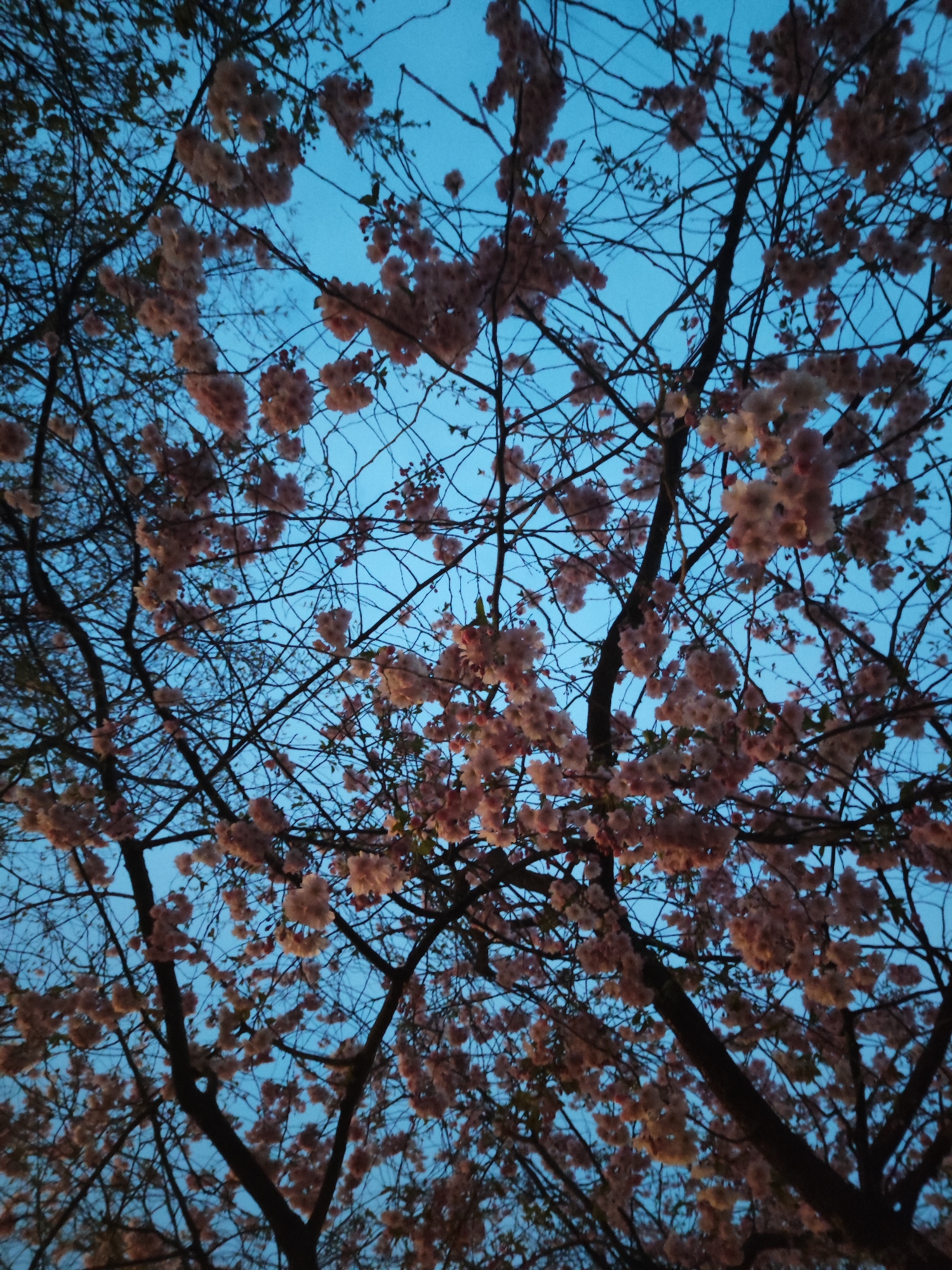 The image captures an upward perspective through the branches of a tree laden with blooming cherry blossoms, set against a clear, deep blue sky. The distinct hue of the sky, without any clouds, suggests the scene was photographed either during the tranquil hours of dawn or dusk. Clusters of delicate, light pink to off-white blossoms are densely distributed across the dark, intertwining branches, with some branches appearing bare while others show faint hints of emerging green leaves. The overall impression is one of natural beauty and the arrival of spring. No human activity or specific event is depicted; the focus remains entirely on the serene natural landscape. There is no visible text in the image.