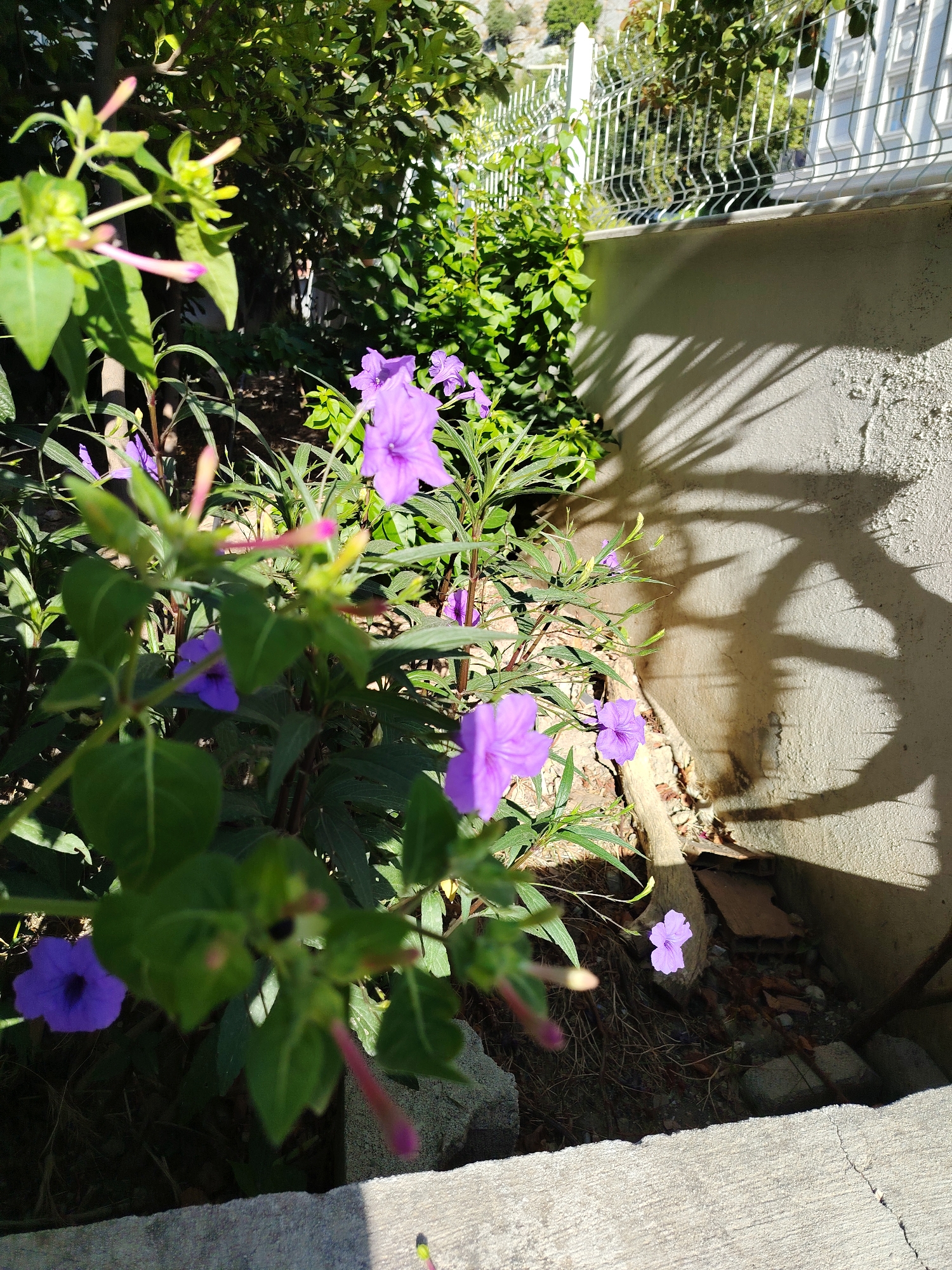 In the city of Konyaaltı, Turkey, an outdoor scene depicts a garden area with purple flowers in the foreground. The flowers are a vibrant purple, with some buds showing pink tips. Green leaves and stems surround the flowers, creating a lush foliage. In the background, a textured, light-colored wall is visible, casting a distinct shadow from what appears to be a plant with spiky leaves. A white metal fence runs along the top of the wall, with green trees and foliage visible behind it. The ground is a mix of soil, small rocks, and fallen leaves. A concrete structure, possibly a pathway or step, is present in the bottom of the frame. The lighting suggests it is daytime, with sunlight casting strong shadows.