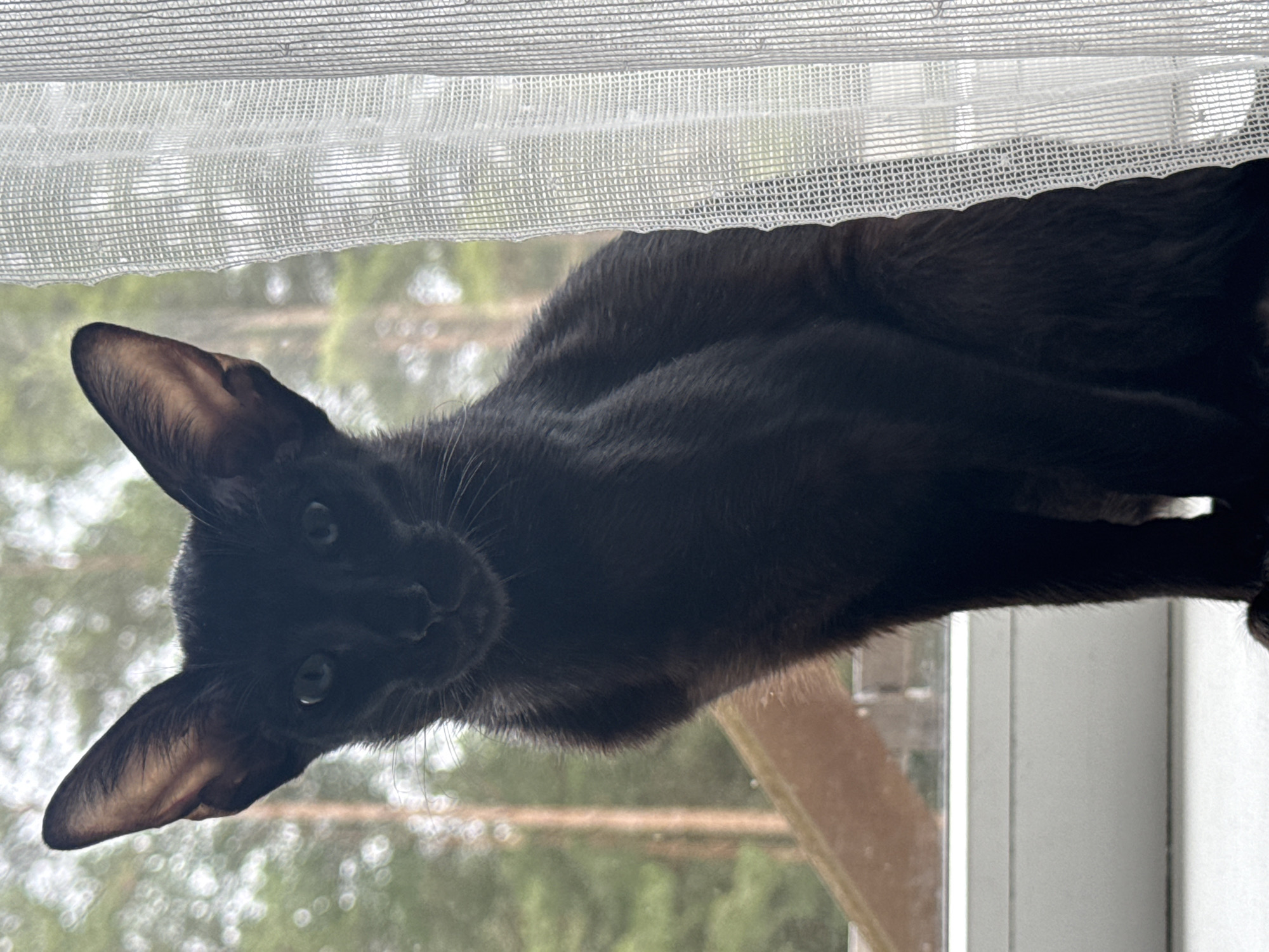 A dark, short-haired cat with large ears is perched on a window sill, looking directly at the camera. A thin, semi-transparent white curtain hangs above the cat. Outside the window, a blurred view of trees is visible. The photograph was taken in Chaikovsky, Russia.
