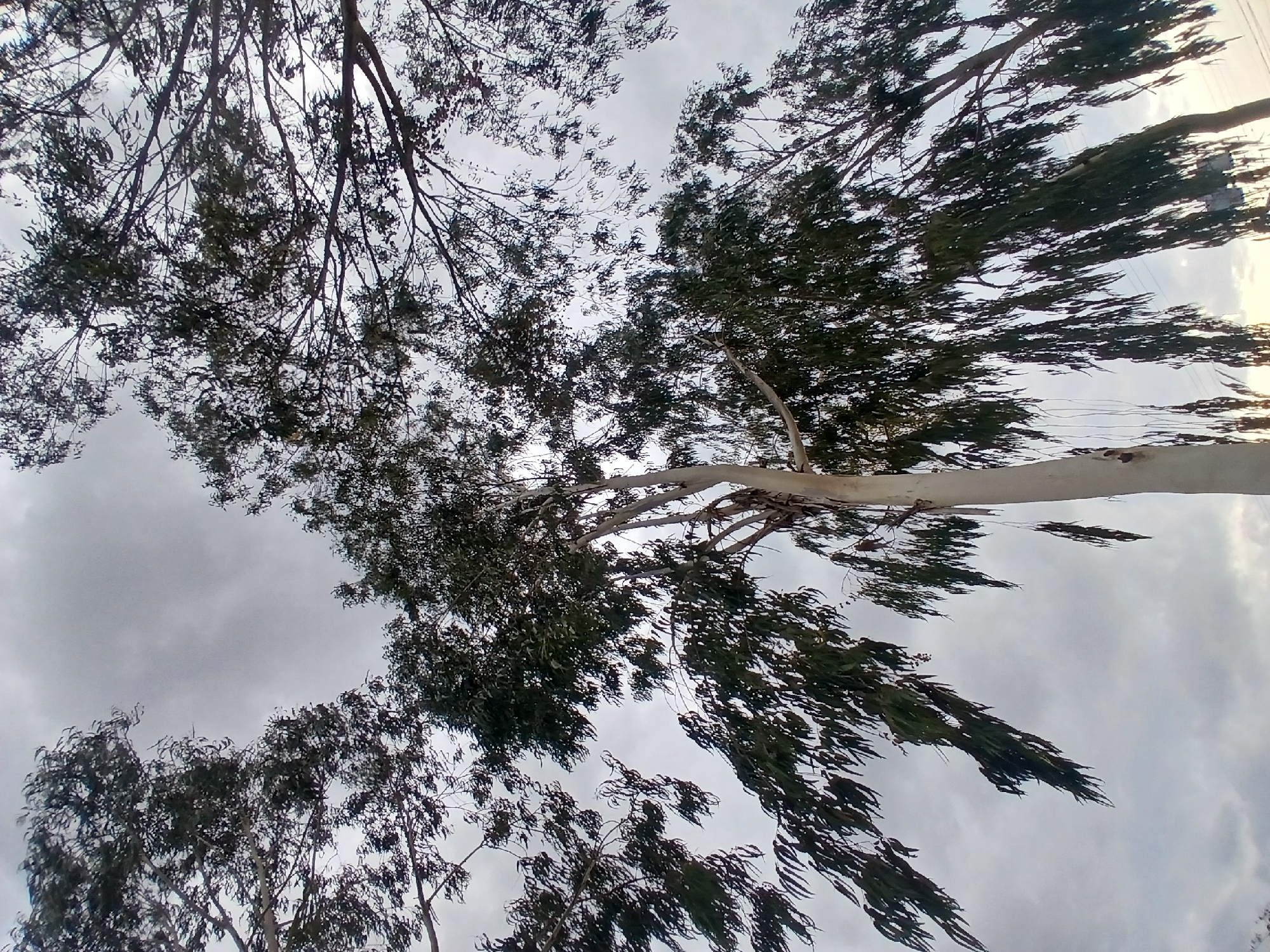 This is a low-angle photograph of trees with a cloudy sky as the background. The trees are characterized by their thin, elongated leaves and slender branches. The trunk of a prominent tree in the center is smooth and pale in color, contrasting with the darker foliage. The sky is overcast with gray clouds, creating a muted and diffused light. The image appears to be taken outdoors in a natural environment, likely a park or wooded area in Ciudad Guayana, Venezuela. There are no people or other discernible objects in the frame, focusing solely on the trees and the sky. The viewpoint is upward, emphasizing the height and canopy of the trees.