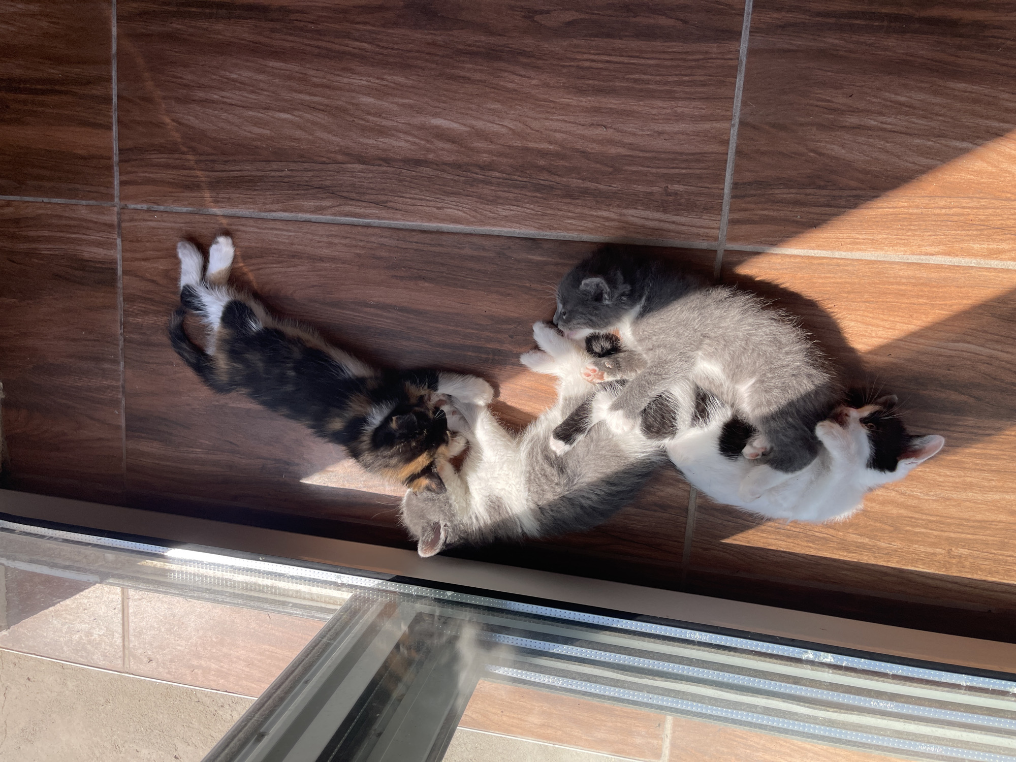 In Totleben, Bulgaria, four kittens are lying on a wooden floor near a window. The kittens are of various colors, including calico, grey and white, and black and white. They are intertwined and appear to be sleeping or resting. Sunlight is streaming through the window, casting shadows on the floor. The scene is domestic and peaceful.