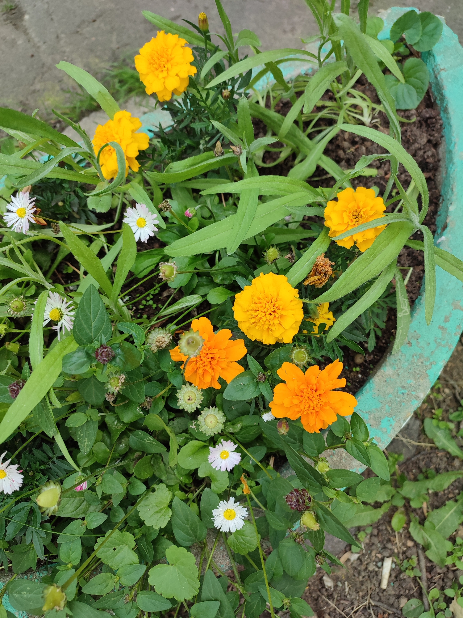 A close-up, overhead shot captures a vibrant assortment of blooming flowers in a planter. The planter, with a chipped turquoise rim, contains dark soil and a variety of green foliage. The flowers are predominantly marigolds in shades of bright yellow and orange, with delicate white daisies interspersed among them. Several flower buds and seed heads are also visible, suggesting a garden in full bloom. The surrounding ground is a mix of soil and scattered dry leaves. The image is taken outdoors, likely in a garden or patio setting, with no specific city or geographical markers.