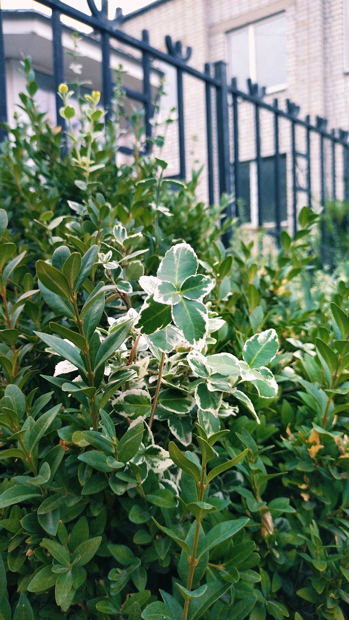 A low-angle, eye-level medium shot shows a dense, green shrub in the foreground with a black metal fence and a light-colored brick building in the background. The shrub has oval-shaped leaves, some of which are variegated with white edges. The fence has vertical bars topped with pointed finials. The building has rectangular windows. The image appears to be taken outdoors, possibly in a residential or commercial area of Horishni Plavni, Ukraine.