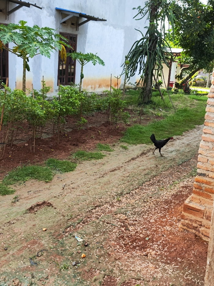 A black chicken walks across a dirt path in a sunlit outdoor scene, likely a residential yard in Selagai Lingga, Indonesia. The chicken, dark-feathered, is captured mid-stride, moving from right to left across the frame.
To the left of the path, a garden area is visible, featuring several small, leafy green bushes, possibly chili plants, supported by thin wooden stakes. Behind these, two papaya trees with green fruit hang from their branches stand in front of a white building. The building has brown-framed windows and blue awnings extending over them, suggesting a simple dwelling. The lower part of the white wall shows some yellow-brown staining or discoloration.
On the right side of the garden, a tall, succulent plant with thick, segmented stems, resembling a dragon fruit plant, stands prominently. Beyond this plant, more greenery and trees are visible, hinting at a lush environment. The dirt path itself is uneven and has patches of green grass, as well as a significant amount of light-colored, scattered leaves or organic debris. Some small pieces of discarded items, like orange peels and a bit of plastic, are visible on the path.
To the far right, a partial view of a brick structure, possibly a wall or pillar, frames the edge of the image. The lighting suggests it is daytime, with no harsh shadows indicating midday sun, but rather a bright, even illumination. The overall scene depicts a typical, peaceful rural or semi-urban setting with a mix of natural elements and human habitation. There is no visible text in the image.