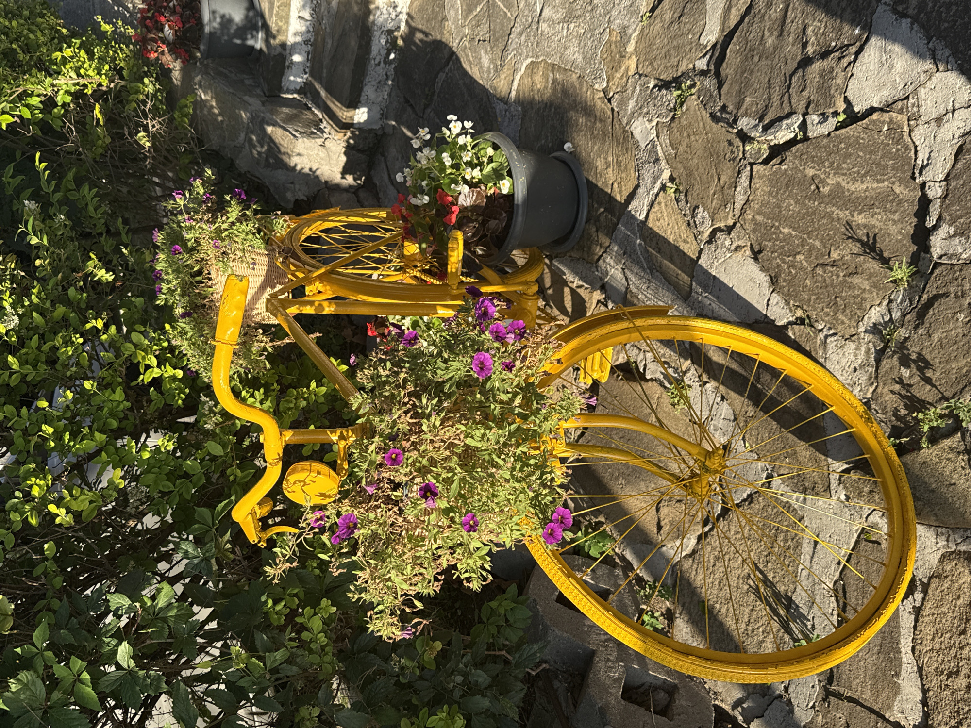 This image shows a decorative, bright yellow bicycle adorned with plants and flowers, serving as an outdoor decoration. The bicycle is placed against a textured stone wall, and lush green foliage surrounds its base. A black planter filled with white and red flowers sits atop the bicycle's rear, adding to the floral arrangement. Purple flowers spill out from a basket on the bicycle's front, creating a vibrant contrast with the yellow frame. The scene is bathed in bright sunlight, casting shadows from the foliage and the bicycle onto the stone wall, suggesting a clear, sunny day. The overall impression is one of charm and rustic beauty, likely in a garden or outdoor living space. The location context of Sozopol, Bulgaria, implies a coastal town setting, which could contribute to the picturesque and inviting atmosphere of the scene. No people are visible, and there is no text present in the image.