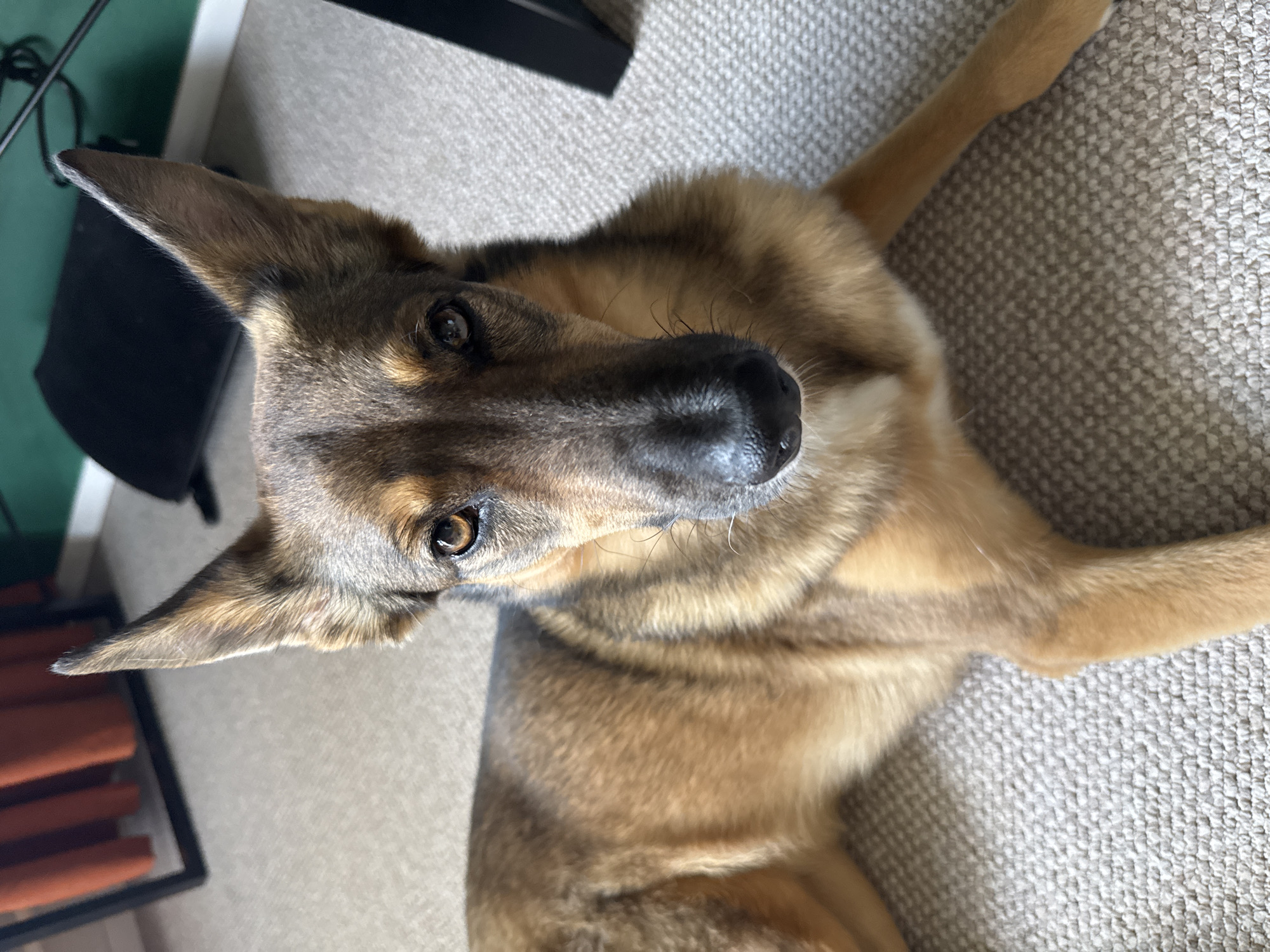 A medium shot of a dog lying on a carpeted floor. The dog is facing the camera, with its head slightly tilted. It has brown and black fur, with pointed ears and bright eyes. The dog appears to be a German Shepherd mix. The background is blurred, but it appears to be an indoor setting with some furniture visible. The carpet is a light beige color with a subtle pattern. There are no people visible in the image.