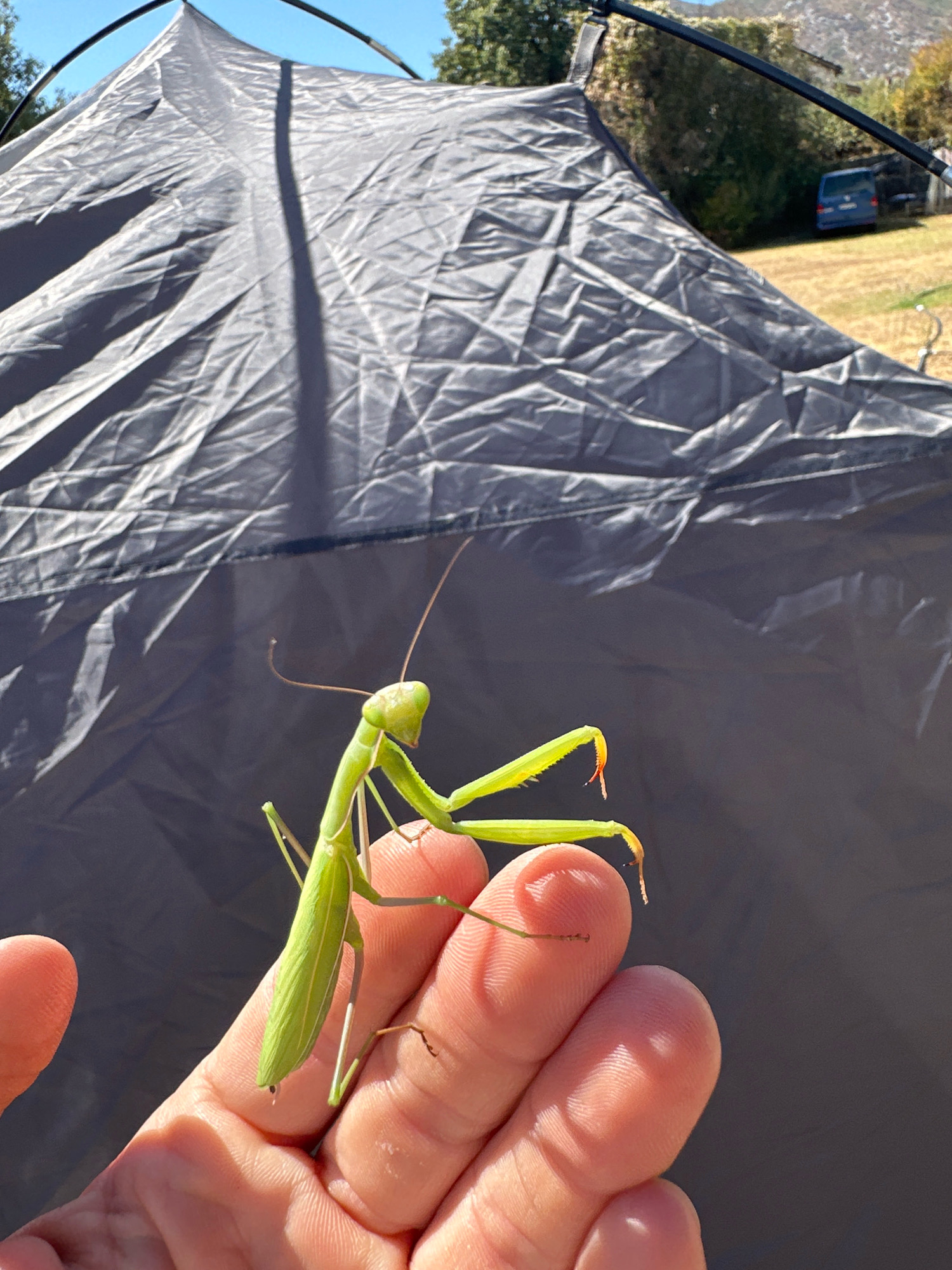 In Smokovci, Montenegro, a light green praying mantis is perched on a person's finger, its forelegs extended. The mantis is positioned in the foreground, with the out-of-focus background dominated by the dark gray fabric of a tent. Beyond the tent, a sunlit grassy field with scattered trees is visible, and a blue van is parked in the distance. The sky above is clear and blue.