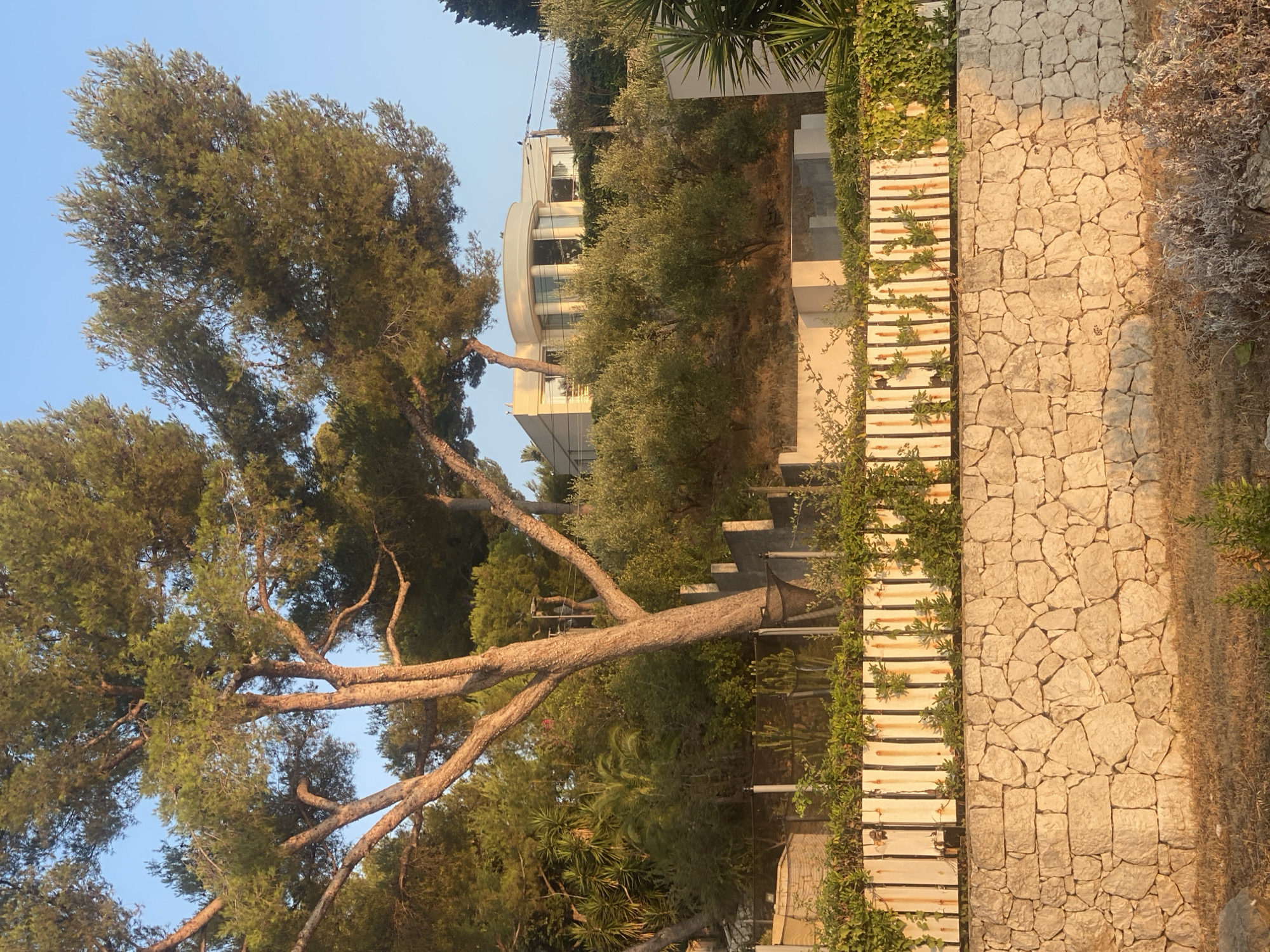 A large pine tree dominates the foreground of this image, its branches reaching towards the clear blue sky. Behind the tree, a modern, light-colored house with a curved facade and large windows is visible, situated on a hillside. The house is surrounded by lush greenery, including olive trees and various shrubs. In the foreground, a dry, grassy area leads up to a stone wall, topped by a rusted metal fence with climbing plants. The scene appears to be a residential area on a slope, possibly overlooking the sea or a valley. The golden hour lighting suggests it is either early morning or late afternoon. The location is identified as Antibes, France.