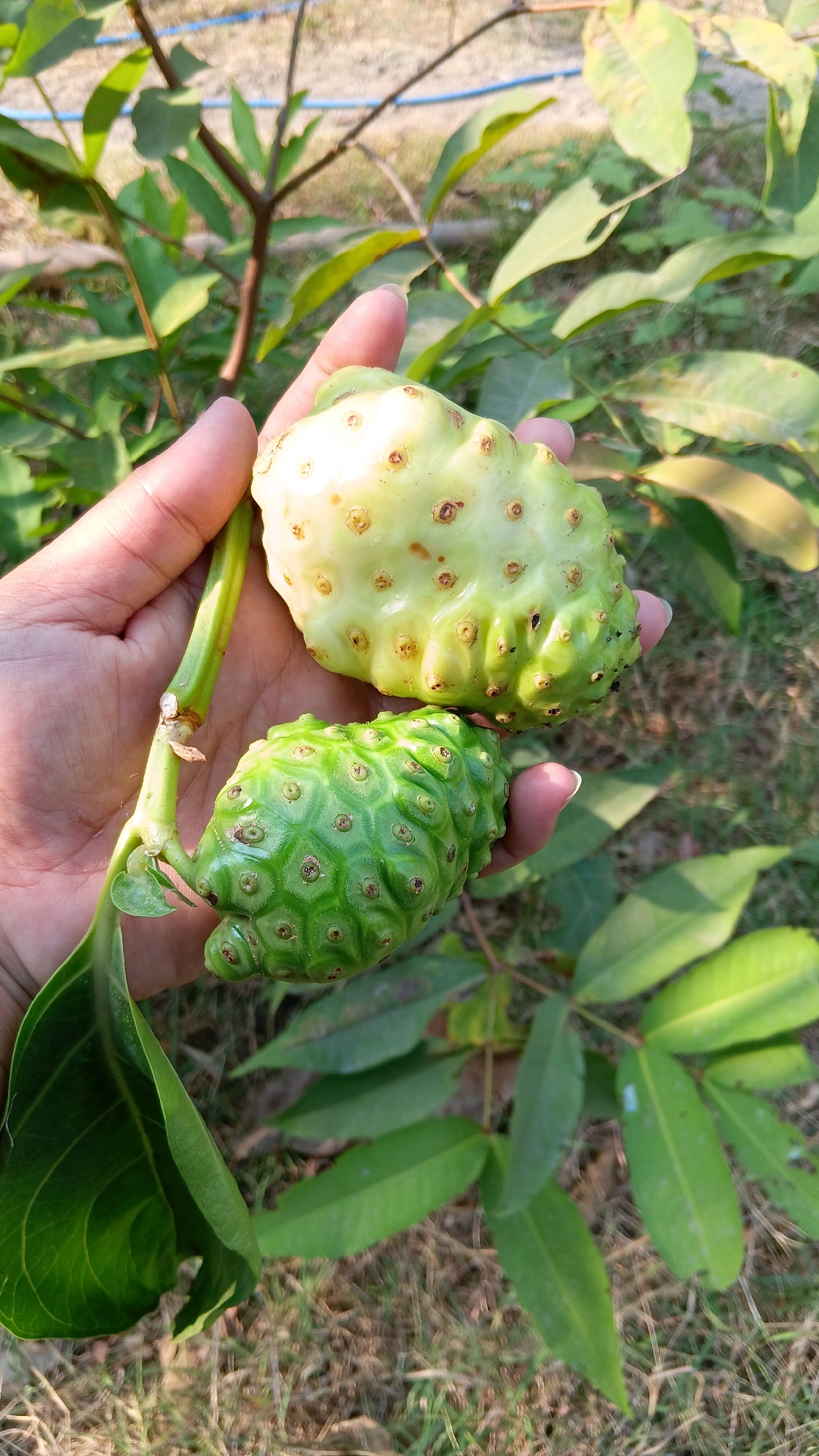 A person's hand, with fingernails painted a light pink, holds two noni fruits (Morinda citrifolia) on a branch against a blurred background of foliage and dry ground. One fruit, positioned higher and closer to the viewer, is a pale green with a yellowish hue and features small, brown, seed-like protrusions. The other fruit, situated below and slightly to the left, is a vibrant green and has a more pronounced, patterned texture of raised hexagonal shapes, each with a small dark spot at its center. The branch connecting them is green and woody. The surrounding environment suggests an outdoor setting, likely a garden or natural area, with green leaves and brown soil visible. The presence of noni fruits, a plant native to Southeast Asia and Australasia, indicates the location could be Klorogan, Indonesia, a region known for its agricultural landscapes.