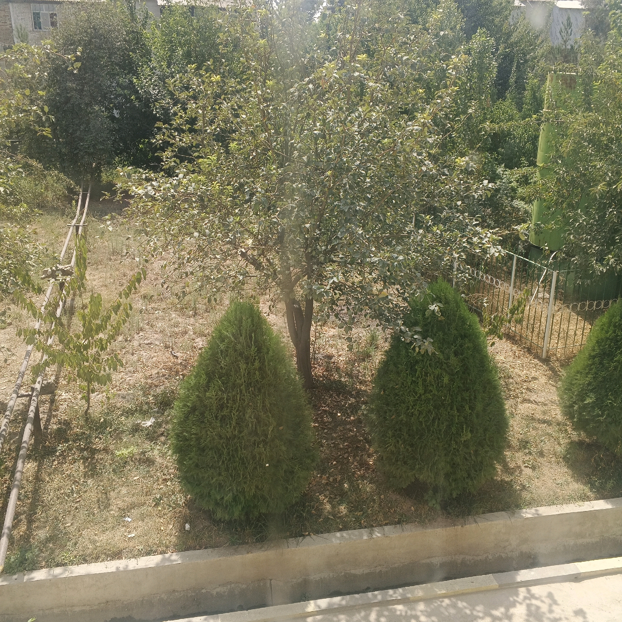 The image depicts a backyard or garden area in Sharora, Tajikistan. In the foreground, a concrete curb or planter box runs horizontally across the bottom of the frame, with a lighter concrete surface or walkway beyond it, casting shadows.
The main subject of the image is a cluster of green, conical evergreen trees. Two prominent ones are positioned in the mid-ground, flanking a small, leafy deciduous tree. Behind these trees, a weathered metal fence with an ornamental pattern of circles and vertical bars separates the garden area from what appears to be a more densely vegetated background, including a large green cylindrical object partially obscured by foliage on the right side.
The ground surface is a mix of dry grass, fallen leaves, and dirt. A metal pipe or conduit, supported by visible structures, runs diagonally from the upper left towards the center of the image. In the background, a building with a window and what appears to be a corrugated metal roof is visible through the trees. Sunlight filters through the leaves of the trees, creating bright spots and dappled shade. The overall impression is that of a somewhat overgrown and unkempt outdoor space in a residential or semi-rural setting.