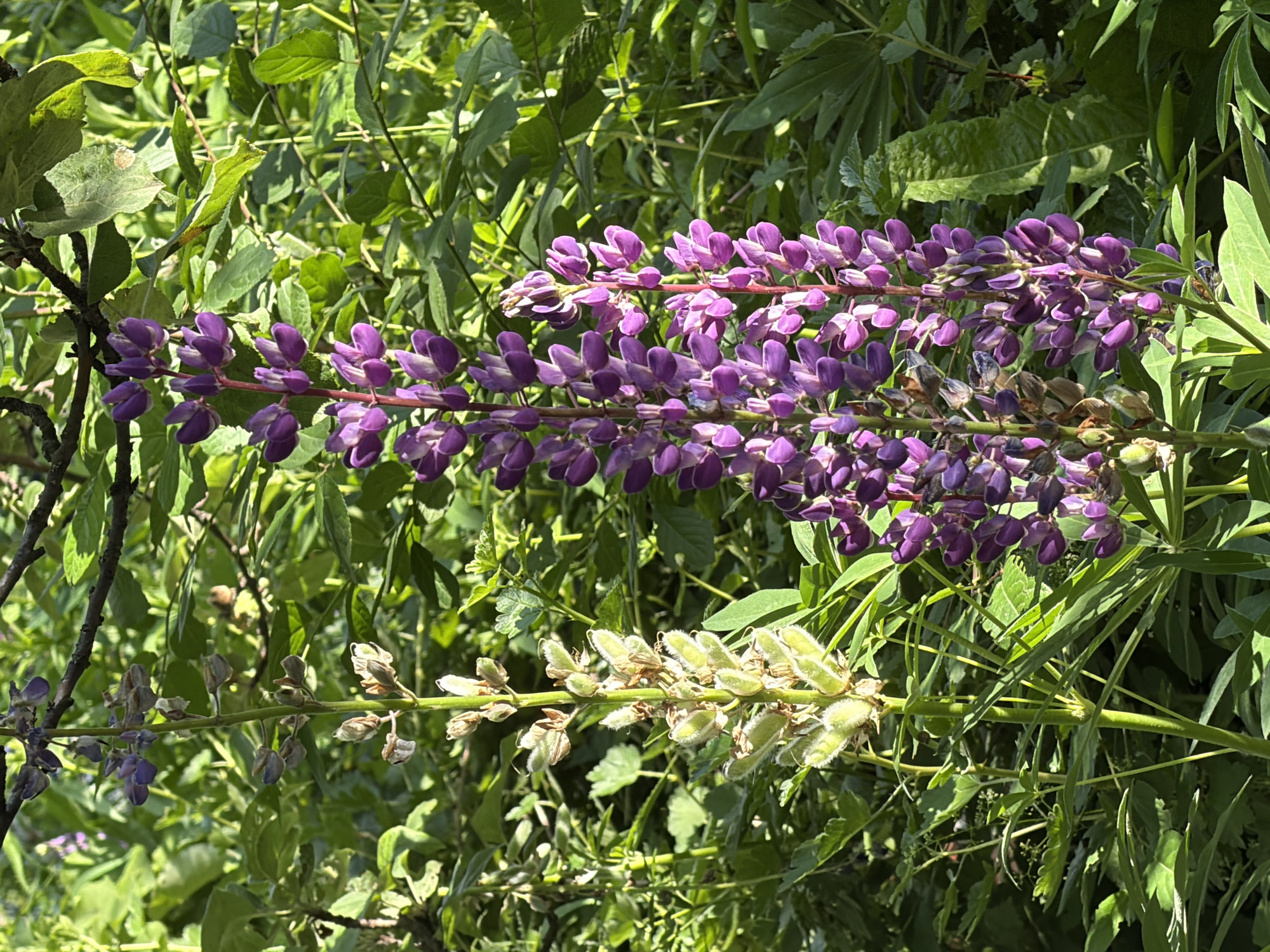 This media file is a photograph of purple lupine flowers and seed pods in Petukhi, Russia. The image is a close-up shot, with the flowers and seed pods occupying the foreground and mid-ground. The background consists of lush green foliage, suggesting a garden or natural setting.
The purple lupine flowers are arranged in tall, spire-like clusters, with individual florets forming a dense display. Some of the flowers appear to be in full bloom, while others are in various stages of development, with some beginning to fade. Below the flowering spikes are developing seed pods, which are fuzzy and green. A few older, dried seed pods are also visible, indicating the progression of the plant's life cycle.
The lighting suggests it is daytime, with sunlight casting dappled shadows on the foliage and flowers. The overall impression is one of a vibrant, natural scene during the growing season. There is no text visible in the image. The location context of Petukhi, Russia, suggests a temperate climate where lupines would likely be found growing.