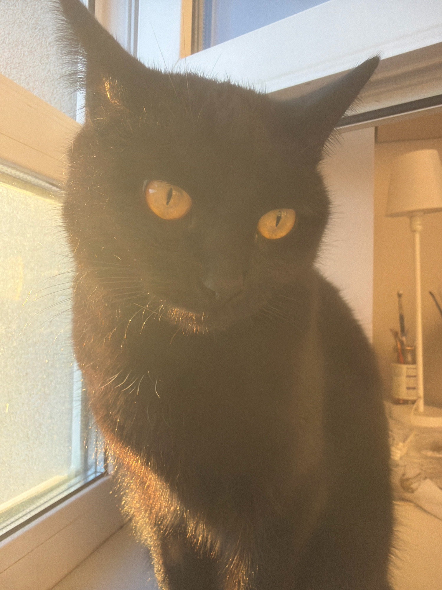 A close-up, eye-level shot shows a black cat with striking yellow eyes. The cat is positioned on a windowsill, bathed in the warm, golden light of the sun, which casts long shadows and highlights the fur. To the left, a window is visible with a textured surface, suggesting it might be frosted or have blinds. The background on the right is softly blurred, revealing a lamp and a container with art supplies, indicating an indoor domestic setting. The overall impression is one of tranquility and warmth, with the sunlight accentuating the cat's features and creating a serene atmosphere. The image does not provide any specific information or visual cues to identify the location as the city of Samara, Russia.